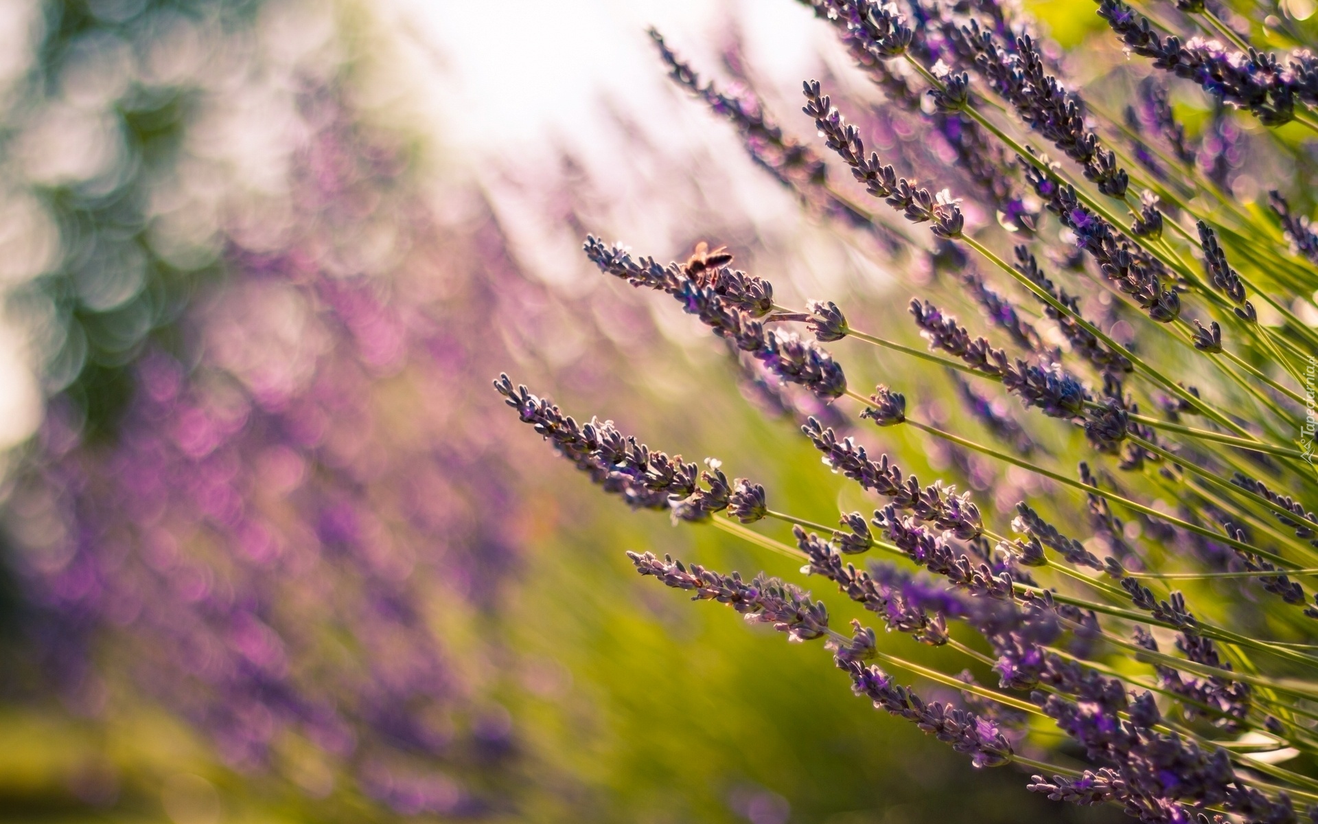 Lawenda, Pszczoła, Bokeh, Rozmycie