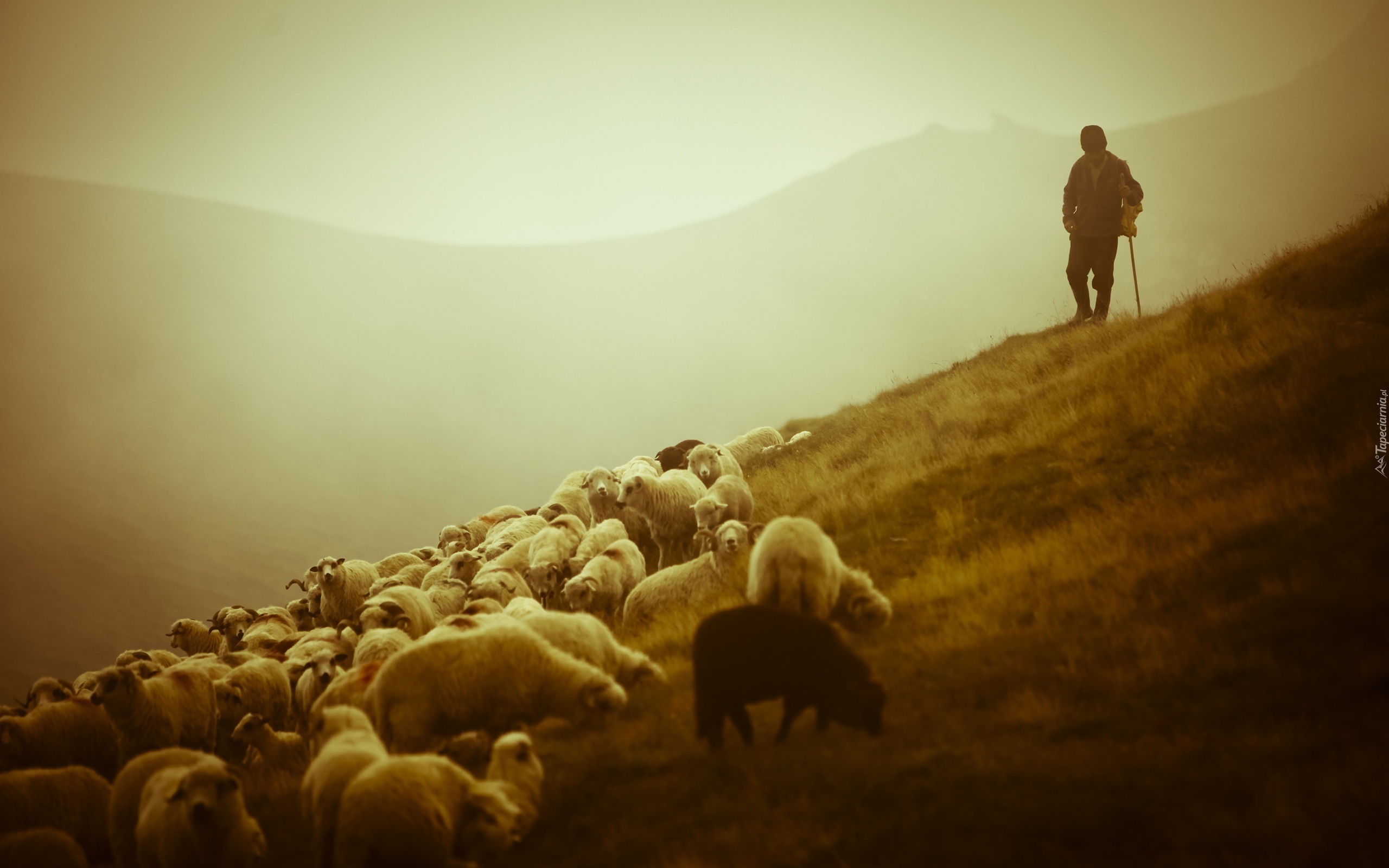 Owce, Pasterz, Górska, Łąka, Pastwisko