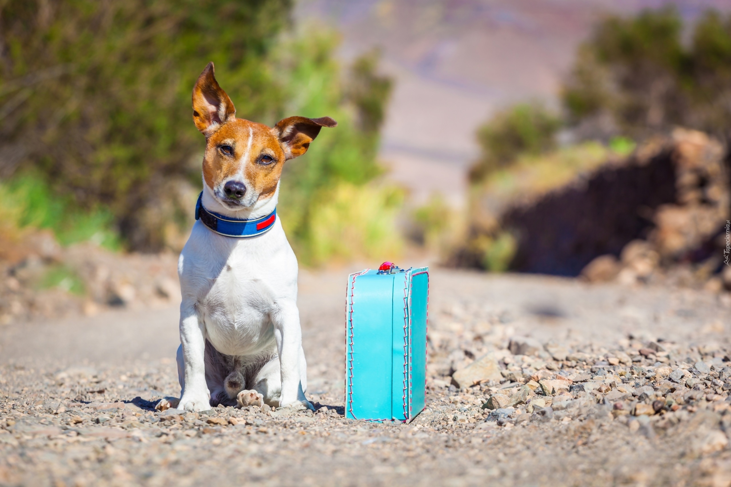 Pies, Jack Russell, Terrier, Podróżnik, Walizka, Droga