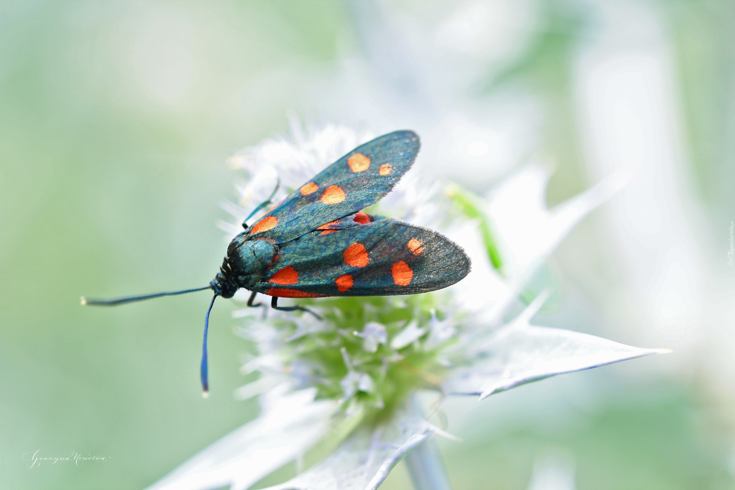 Kraśnik Sześciokropek, Motyl, Owad