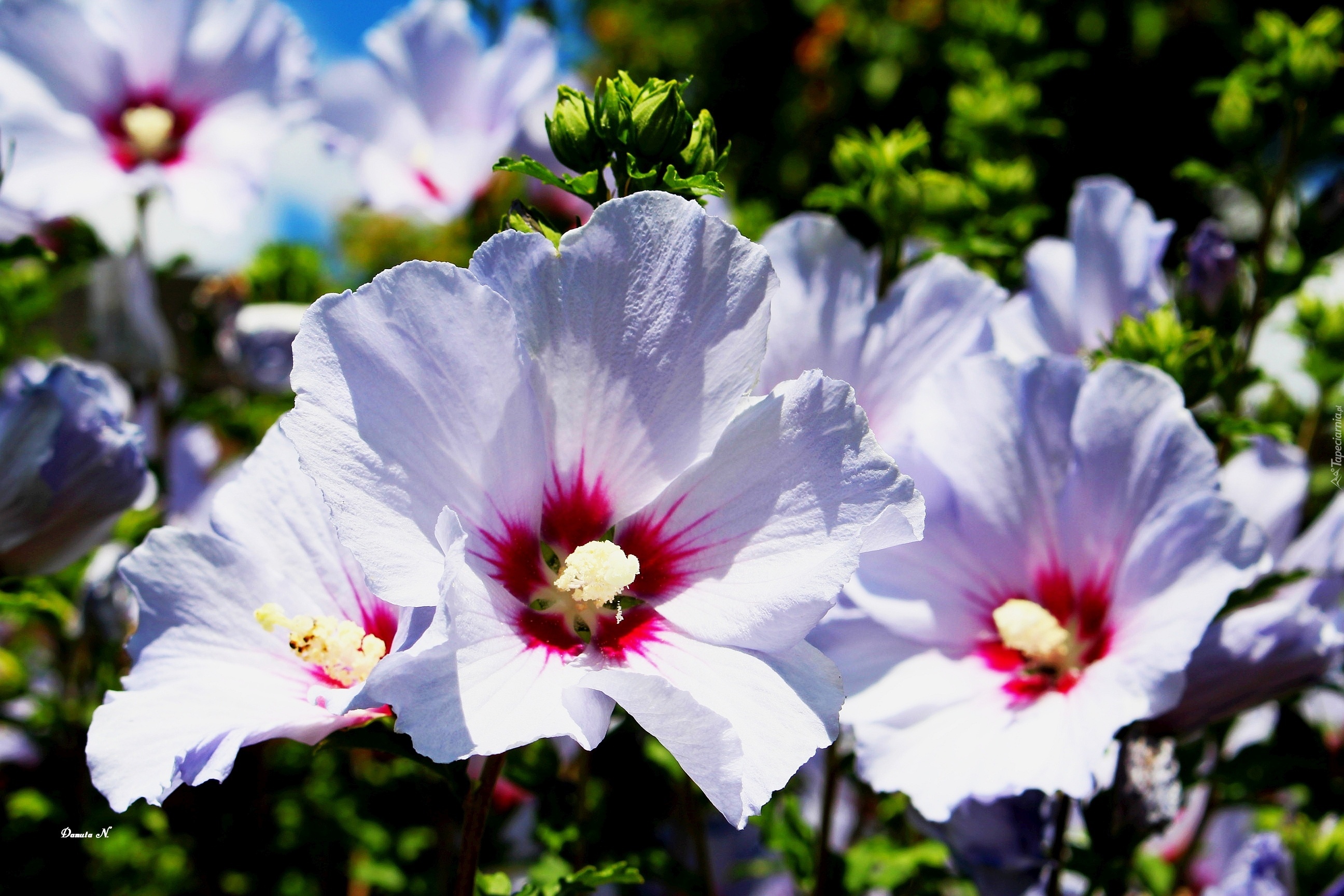 Hibiskus, Lato, Ogród, Pąki
