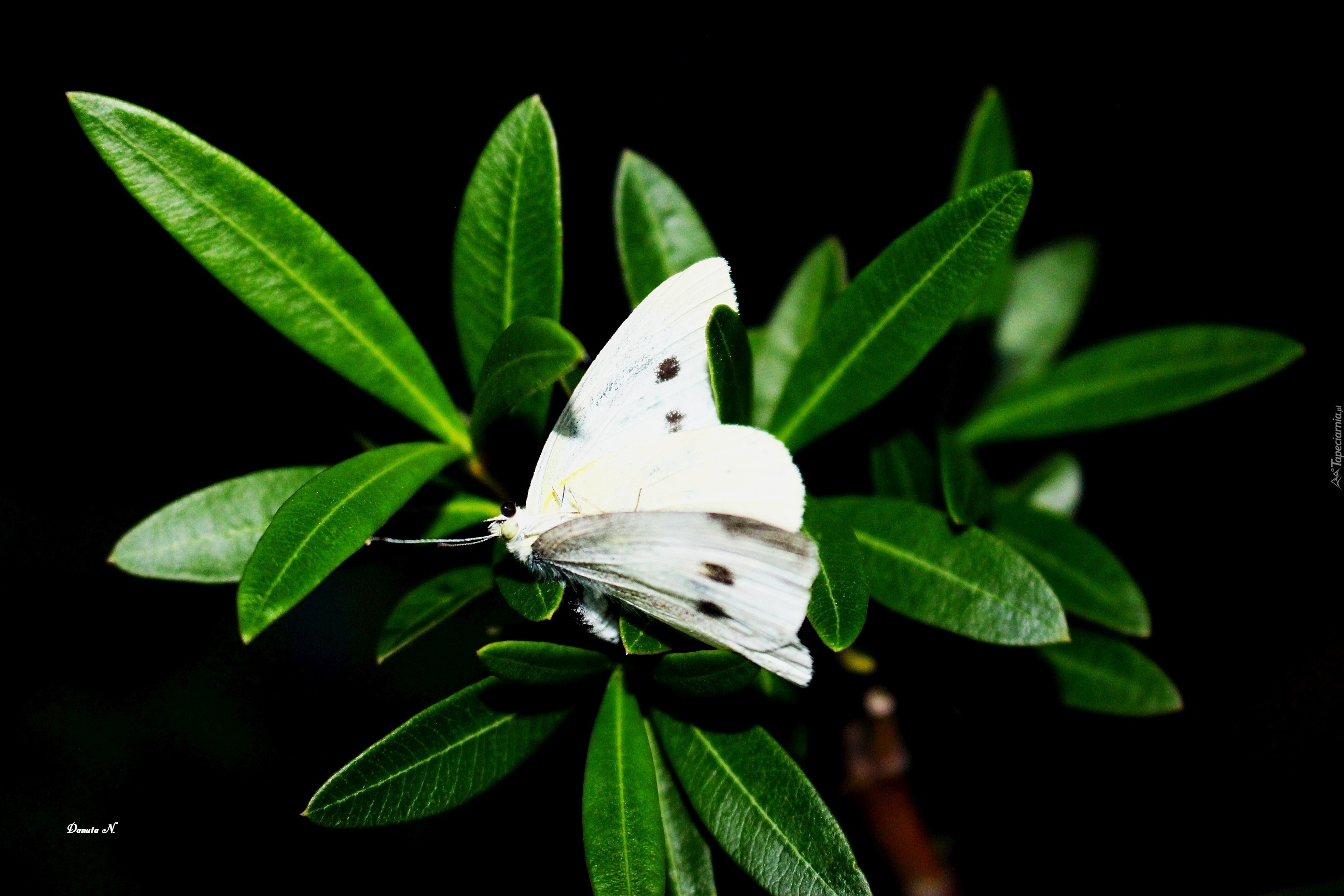 Liście, Motyl, Bielinek