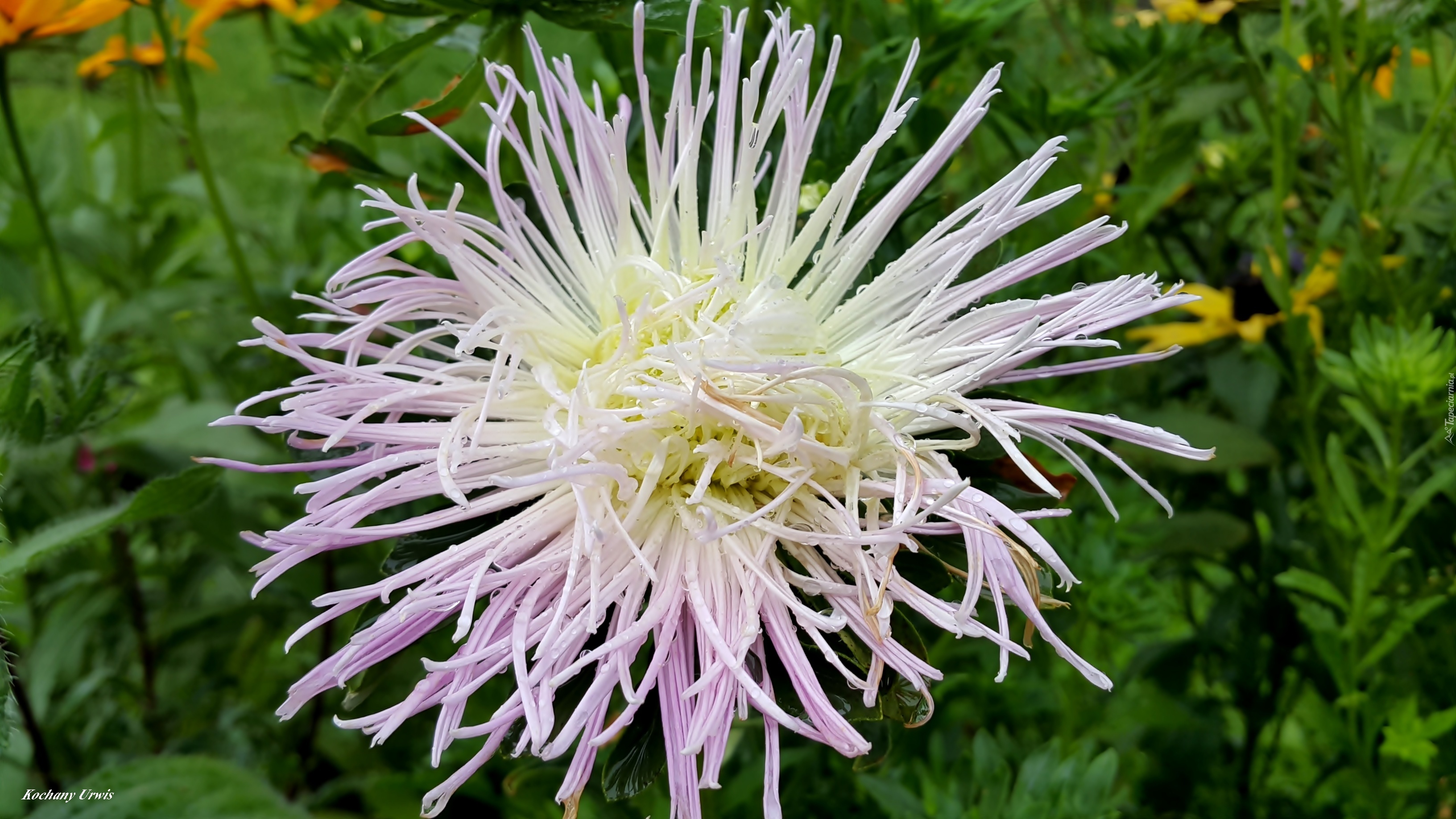 Biało, Fioletowy, Aster