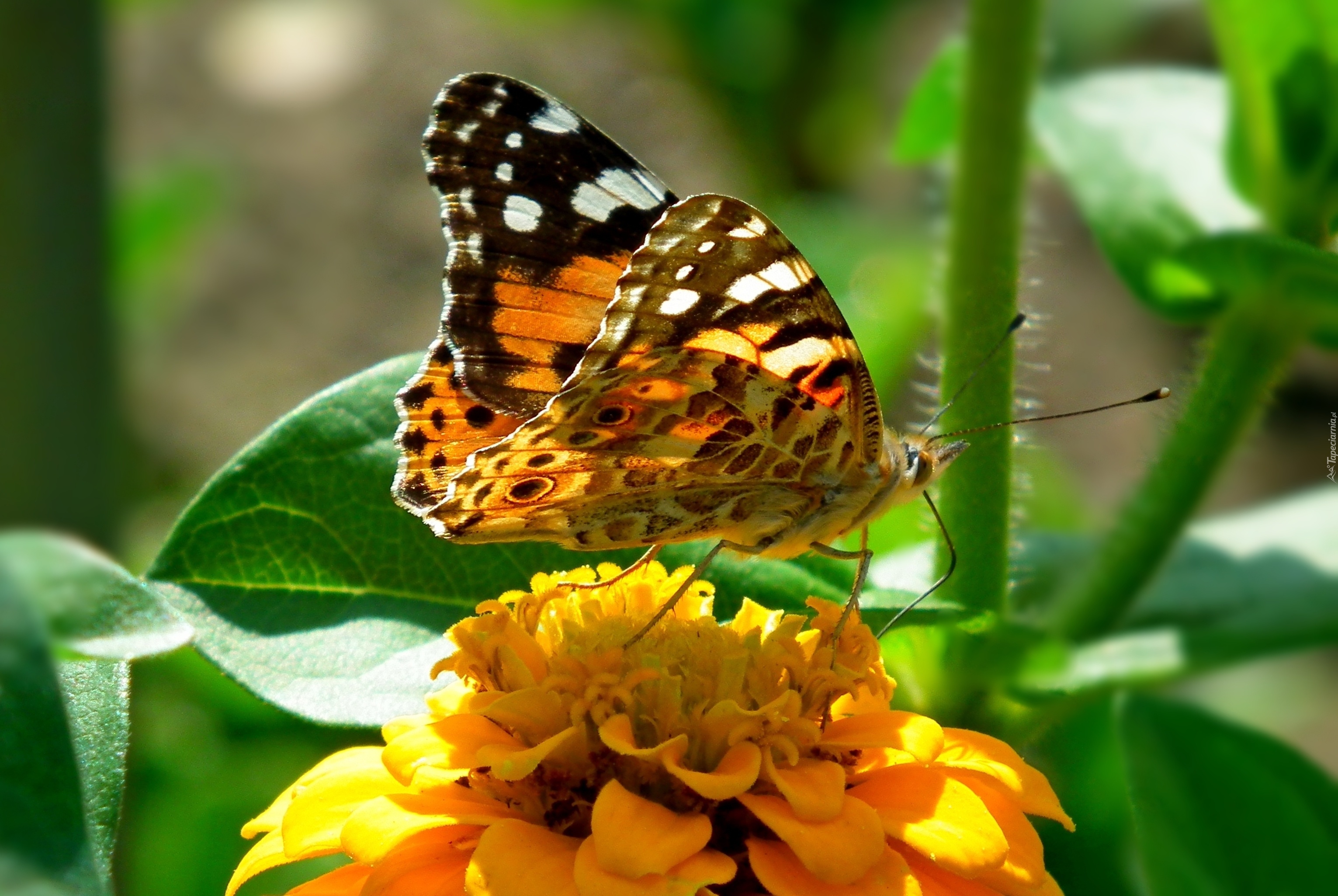 Motyl, Rusałka, Osetnik, Kwiat, Cynia