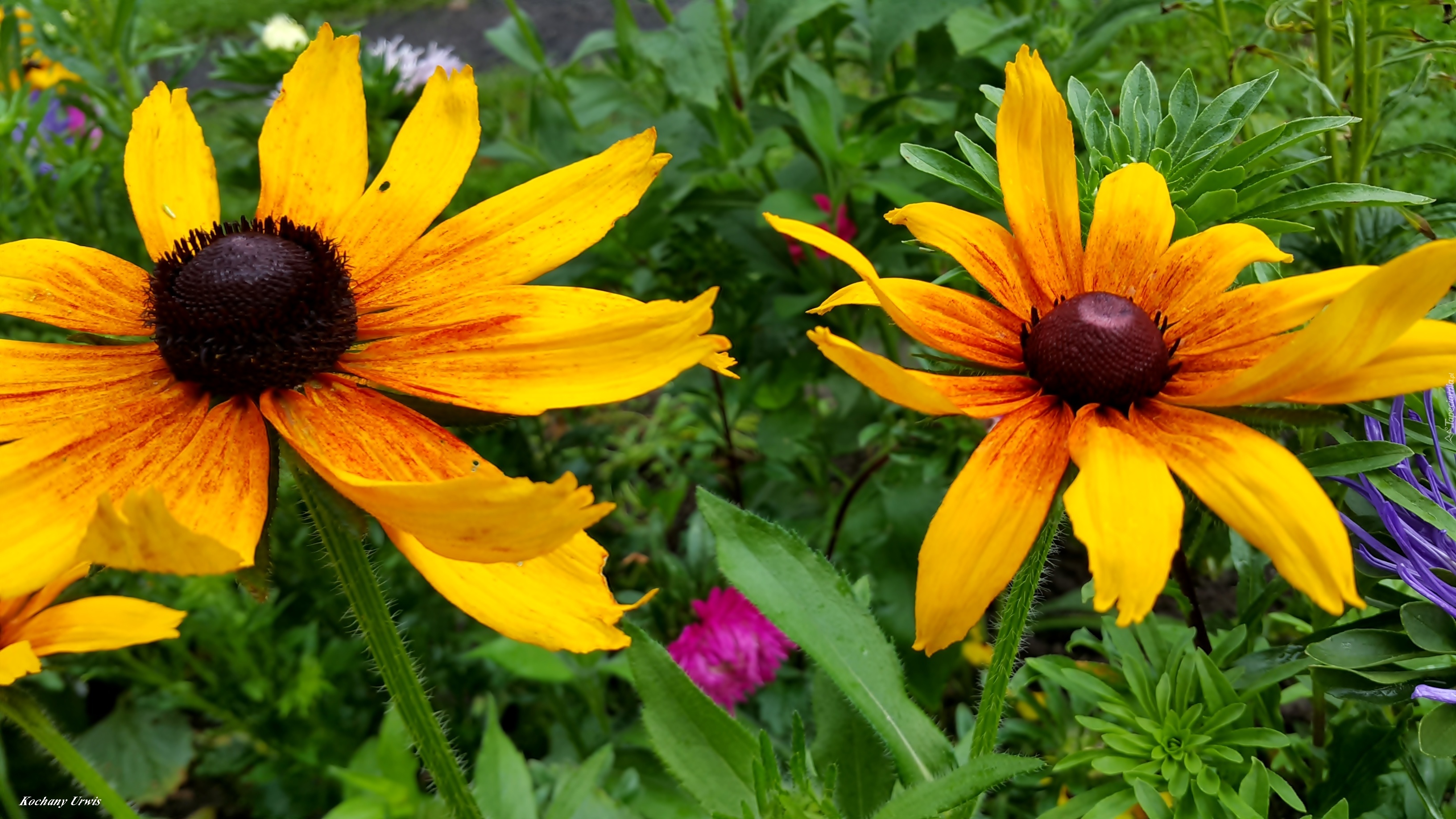 Rudbekia