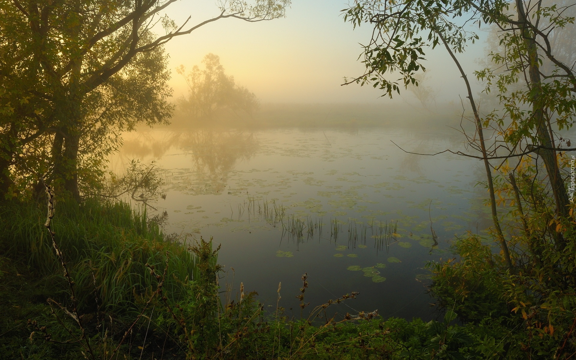 Jezioro, Mgła, Drzewa