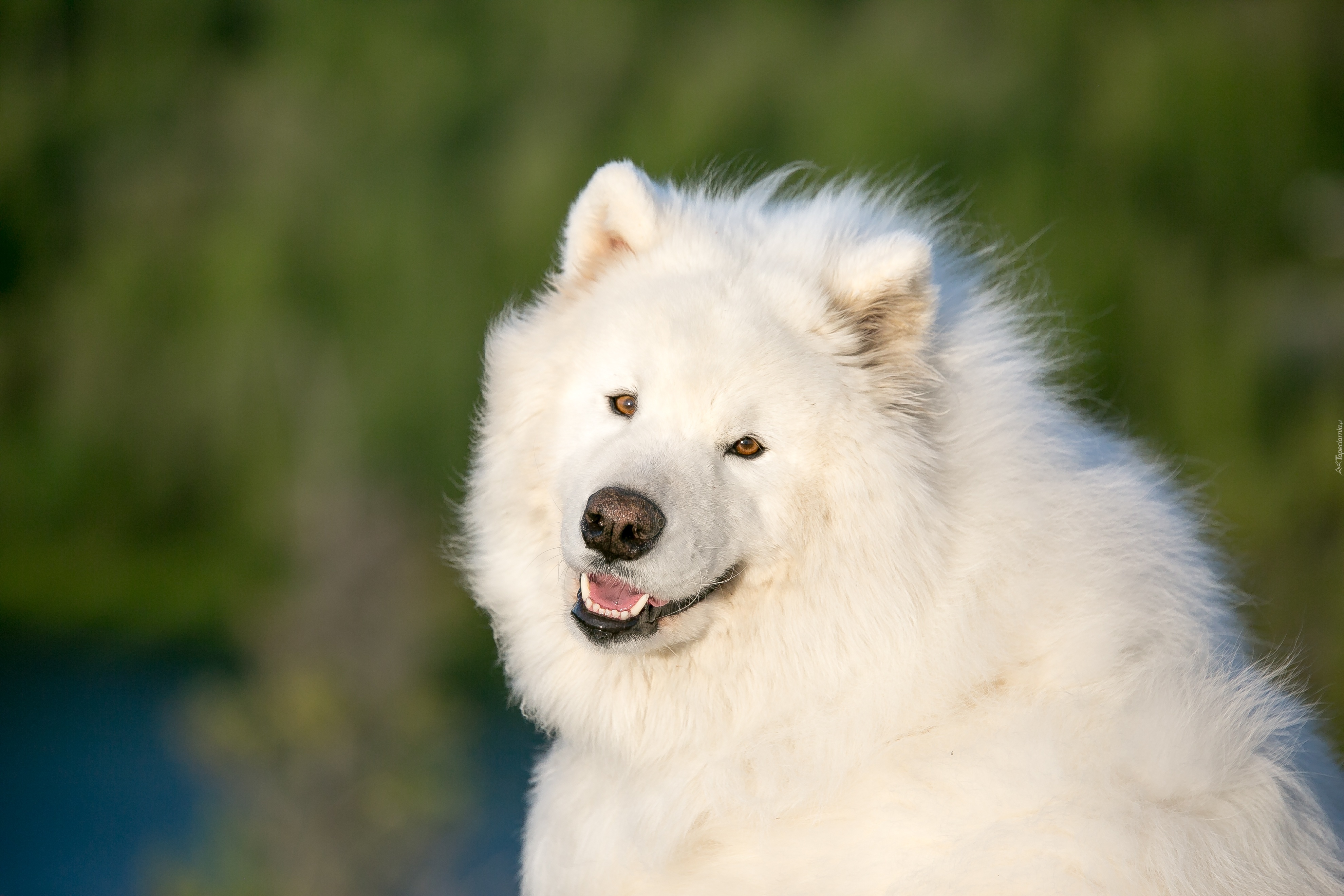 Pies, Samojed