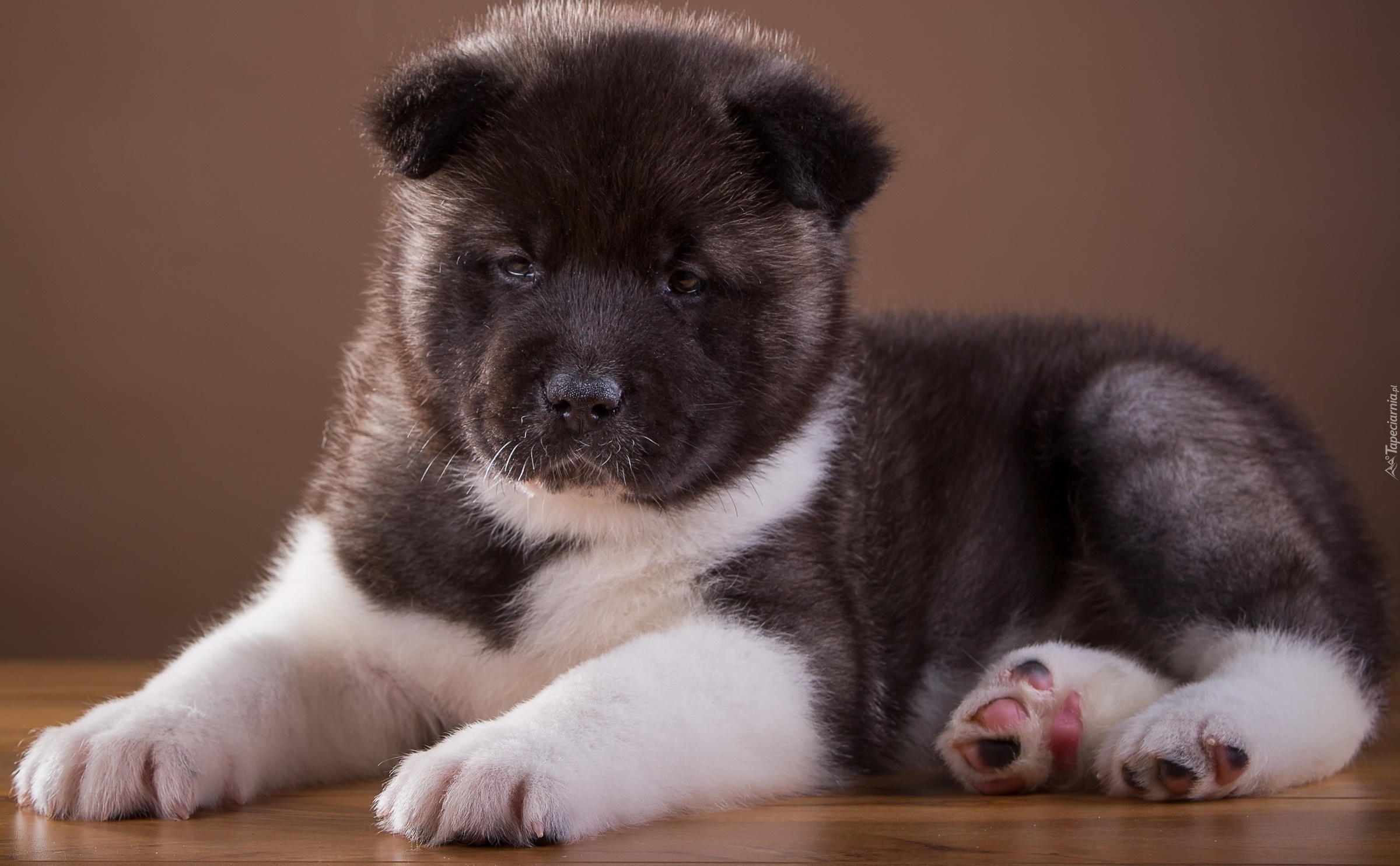 Pies, Akita, Szczeniak