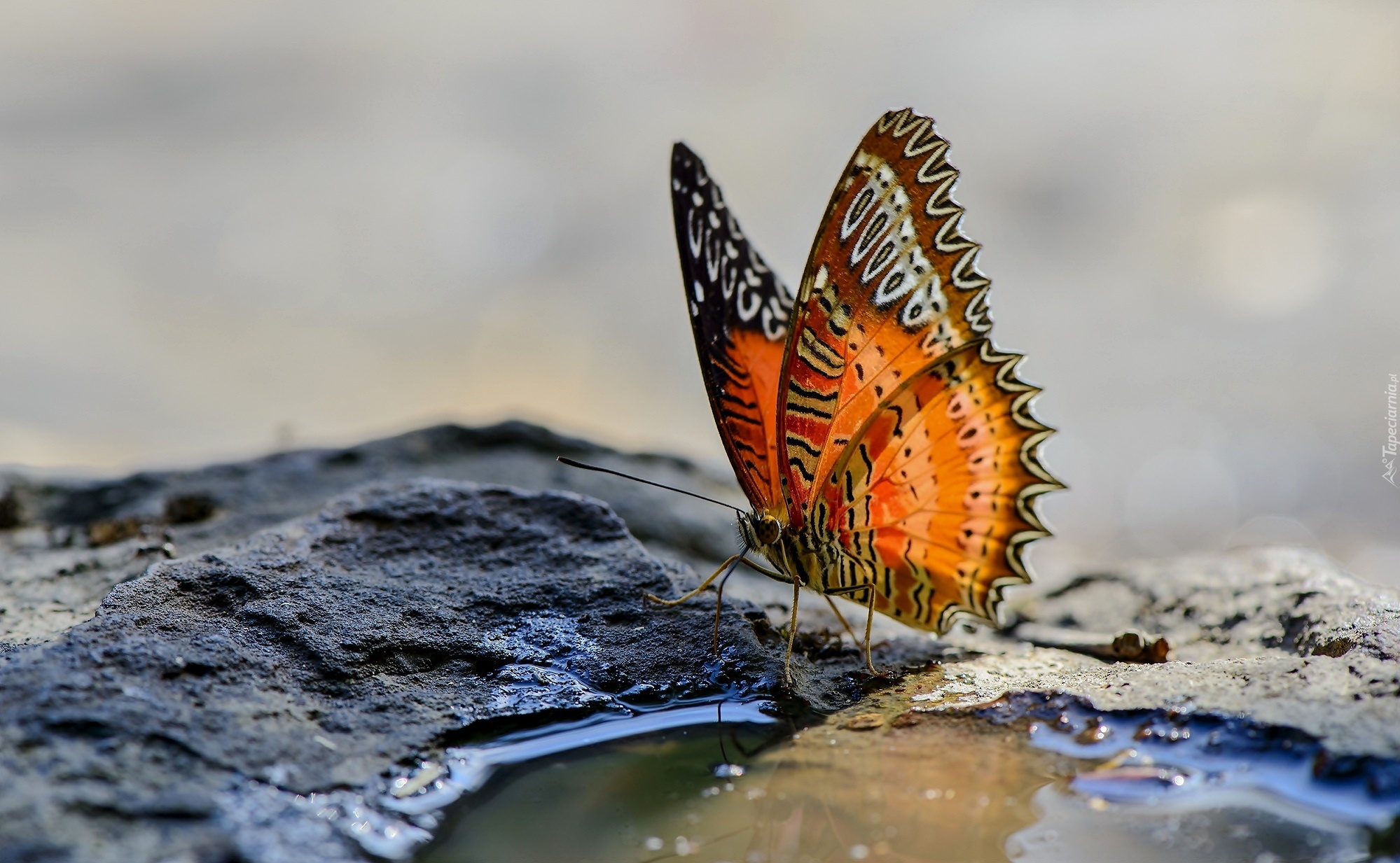 Motyl, Tło