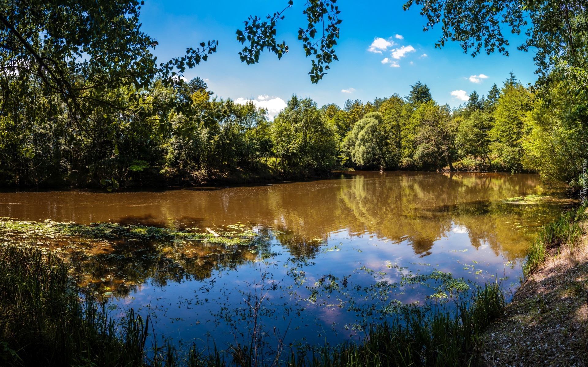 Rzeka, Drzewa, Brzeg, Wodorosty