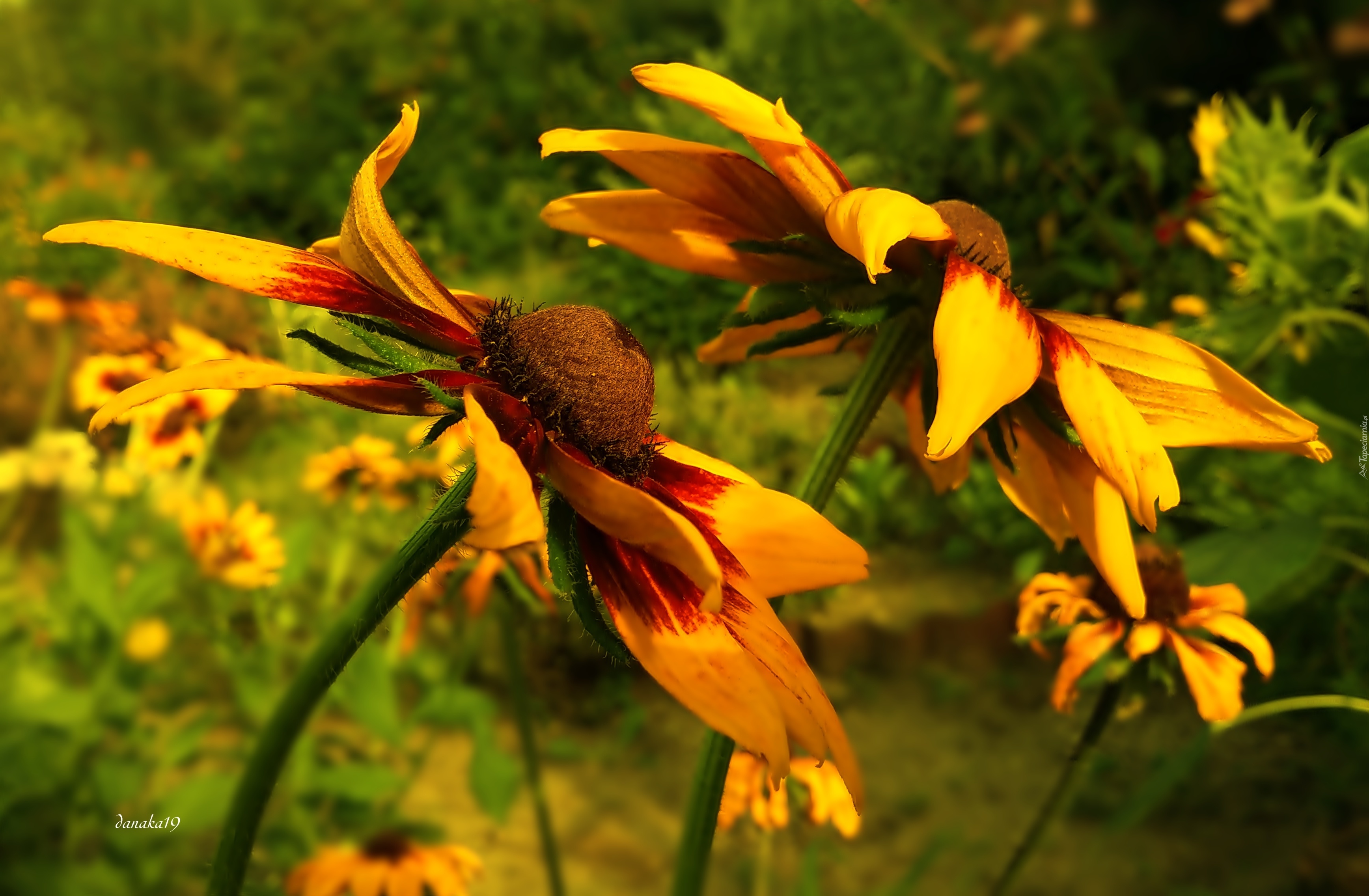 Kwiaty, Rudbekie