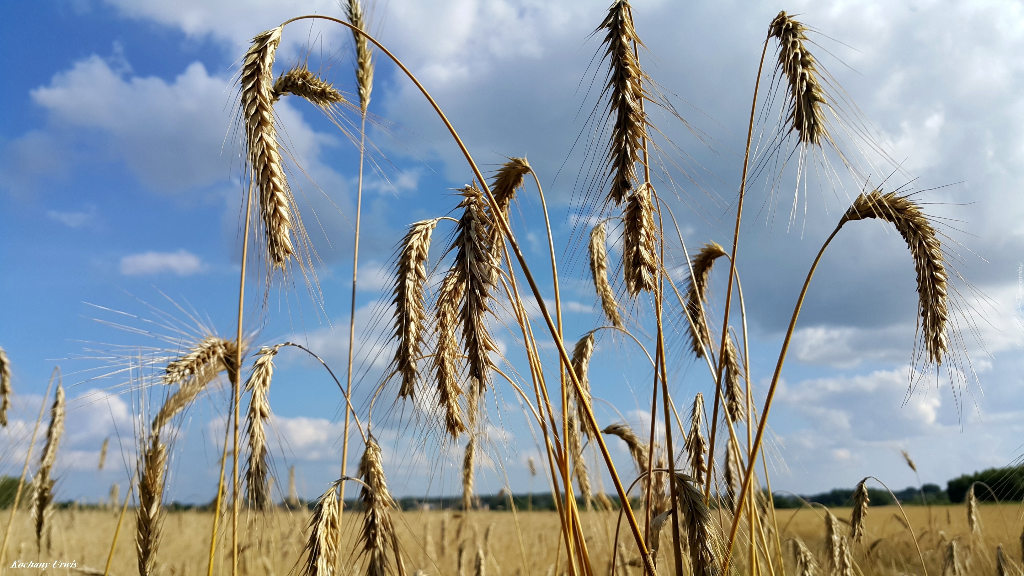 Kłosy, Zboże, Niebo, Pole