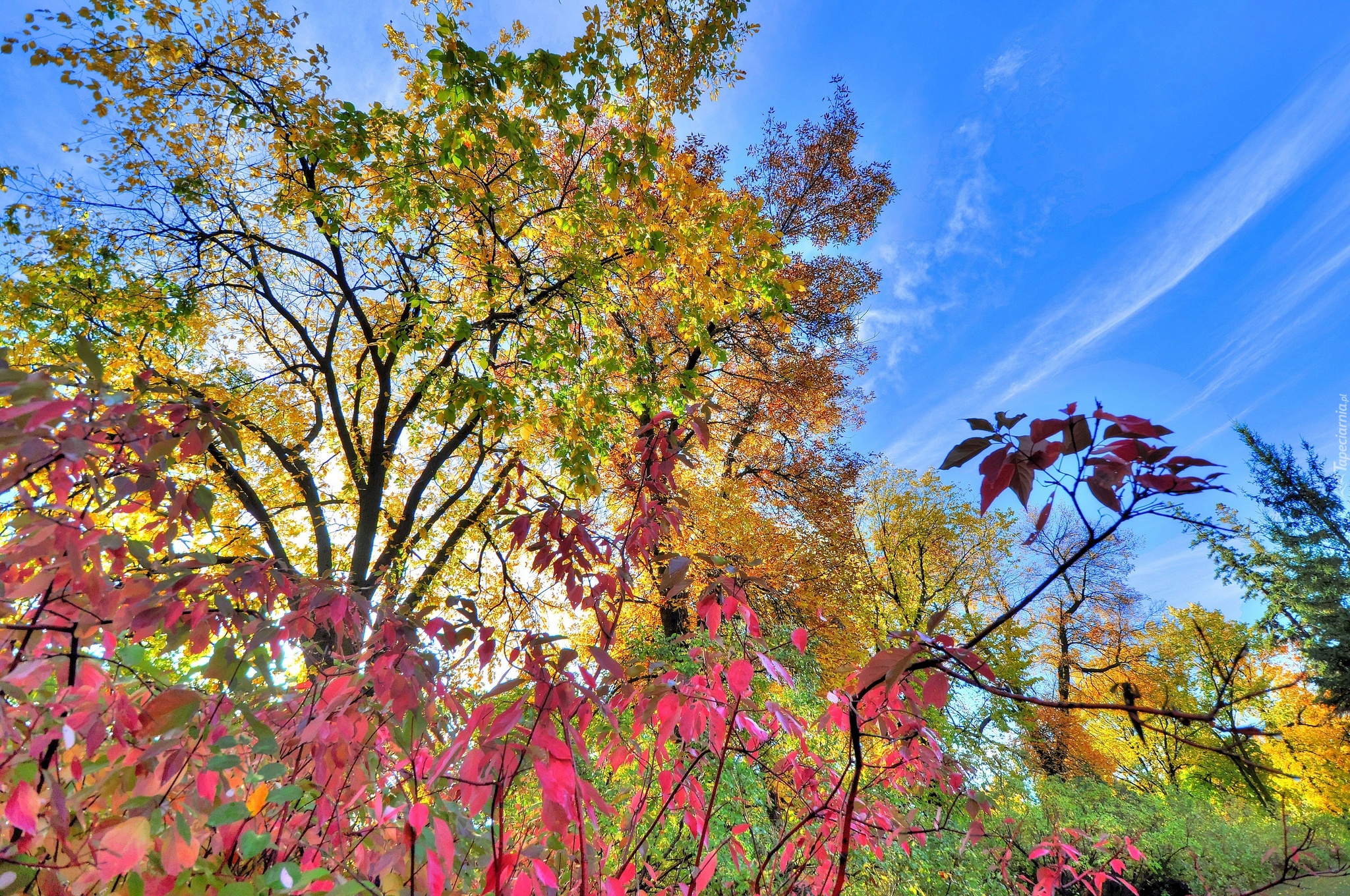 Jesień, Drzewa, Krzewy, Kolorowe, Liście, Niebo
