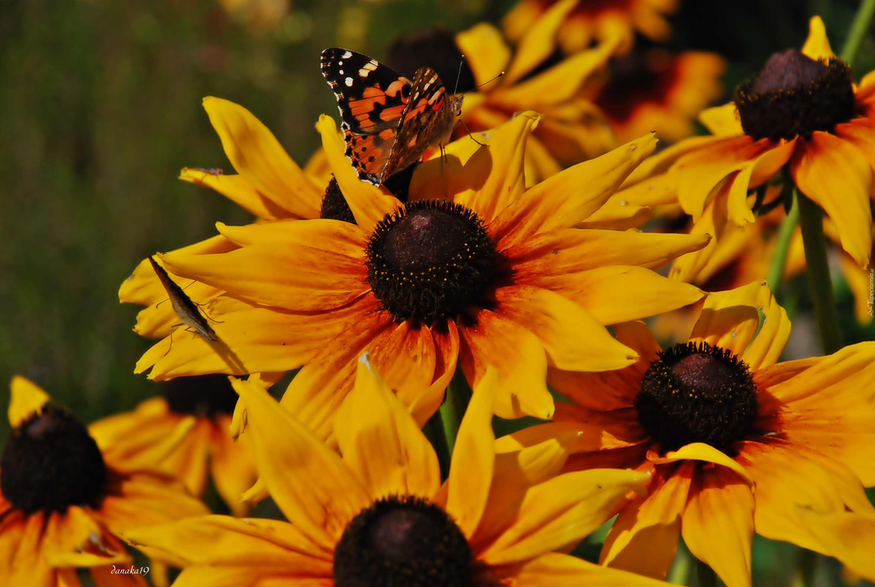 Kwiaty, Rudbekie, Motyl, Rusałka, Osetnik