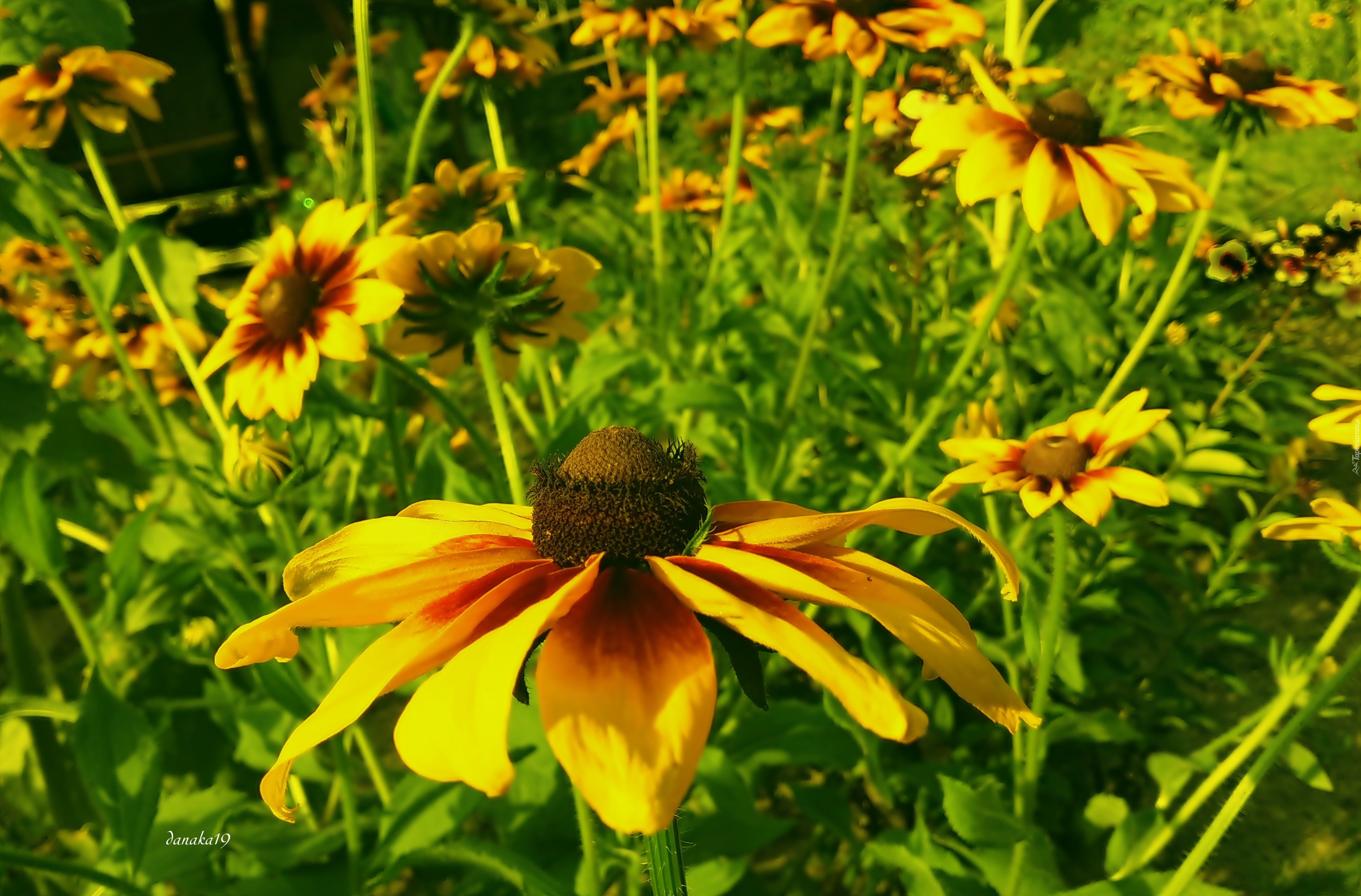 Kwiaty, Rudbekie