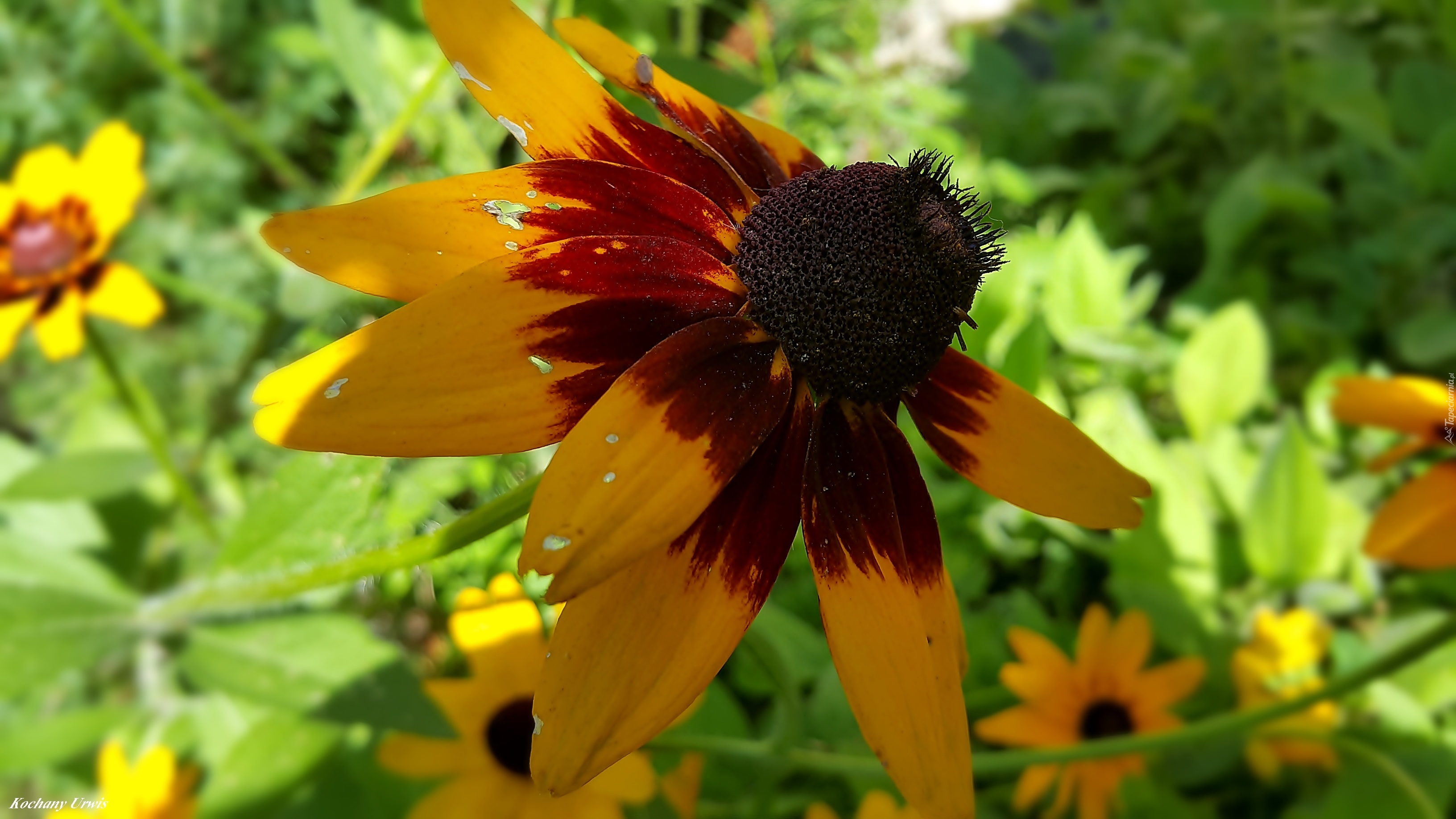 Kwiaty, Rudbekia