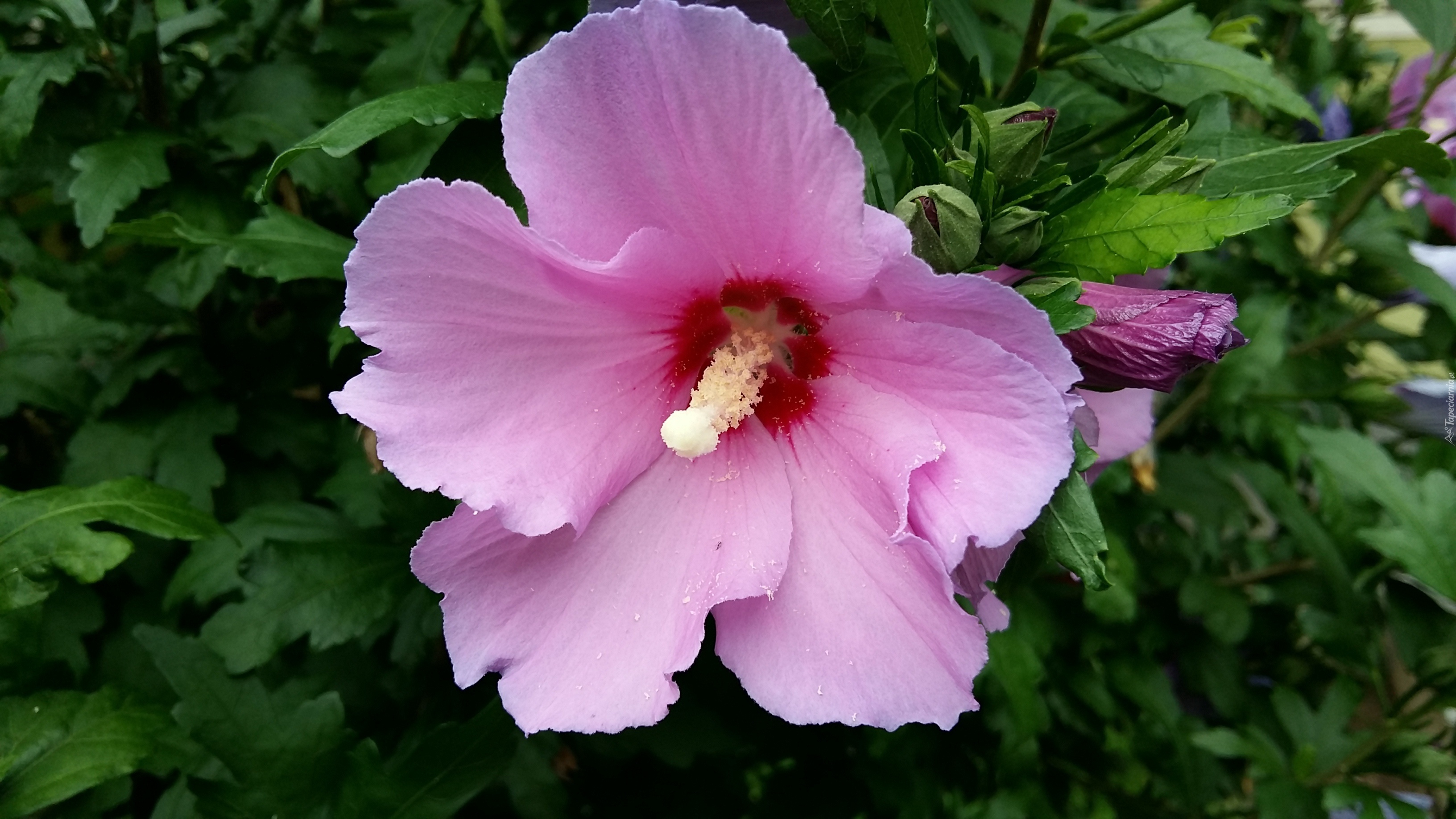 Różowy, Hibiskus