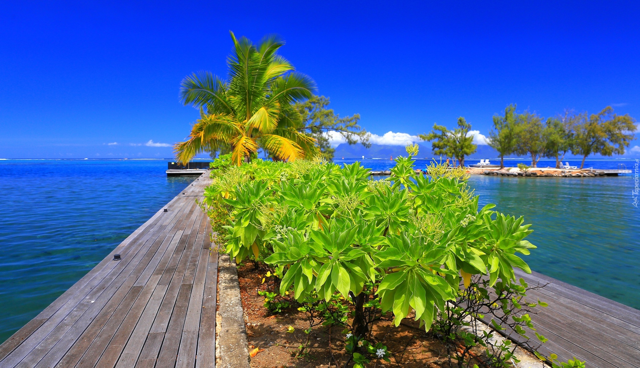 Polinezja Francuska, Tahiti, Molo, Palma, Rośliny