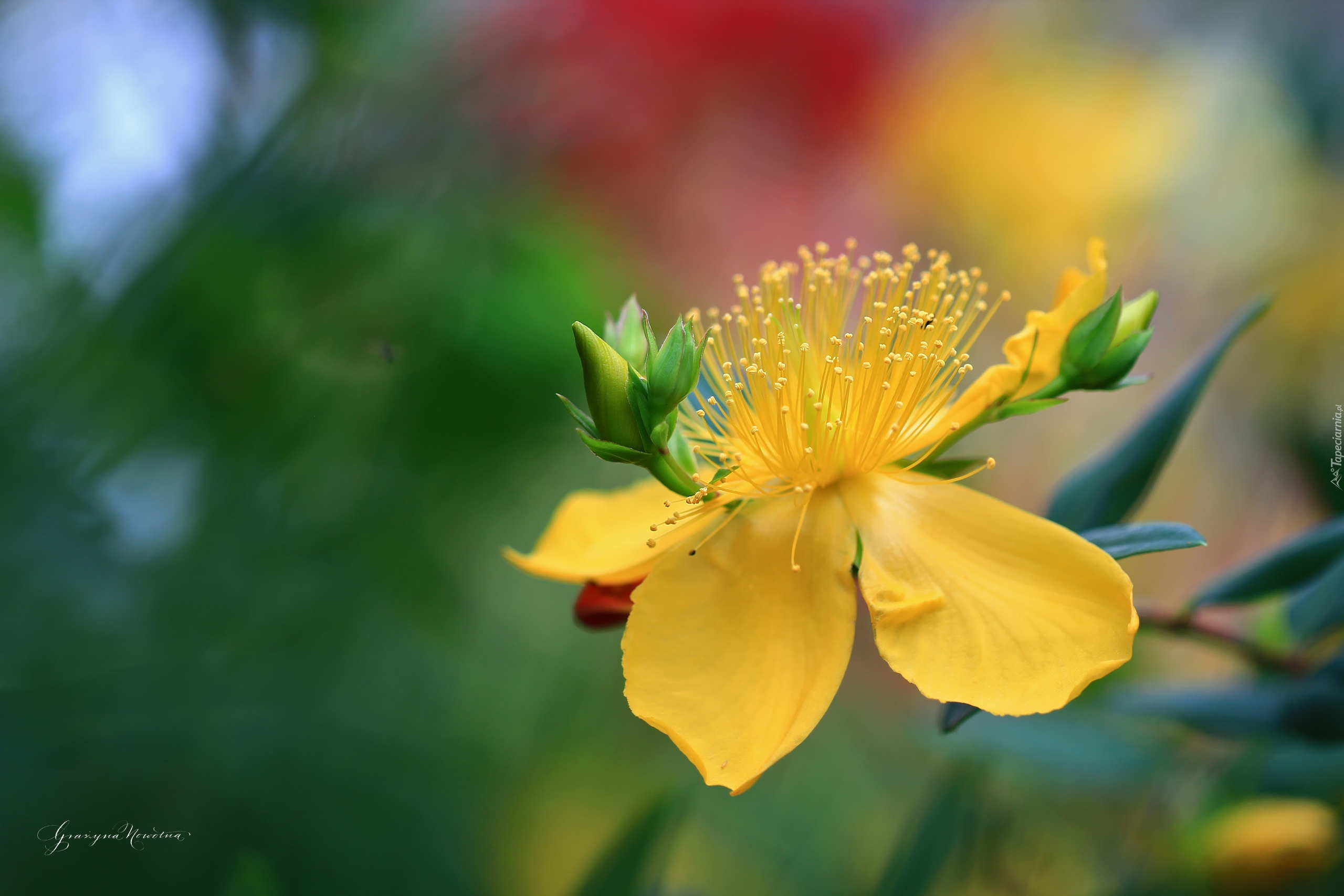 Dziurawiec Hidcote, Żółte, Kwiaty