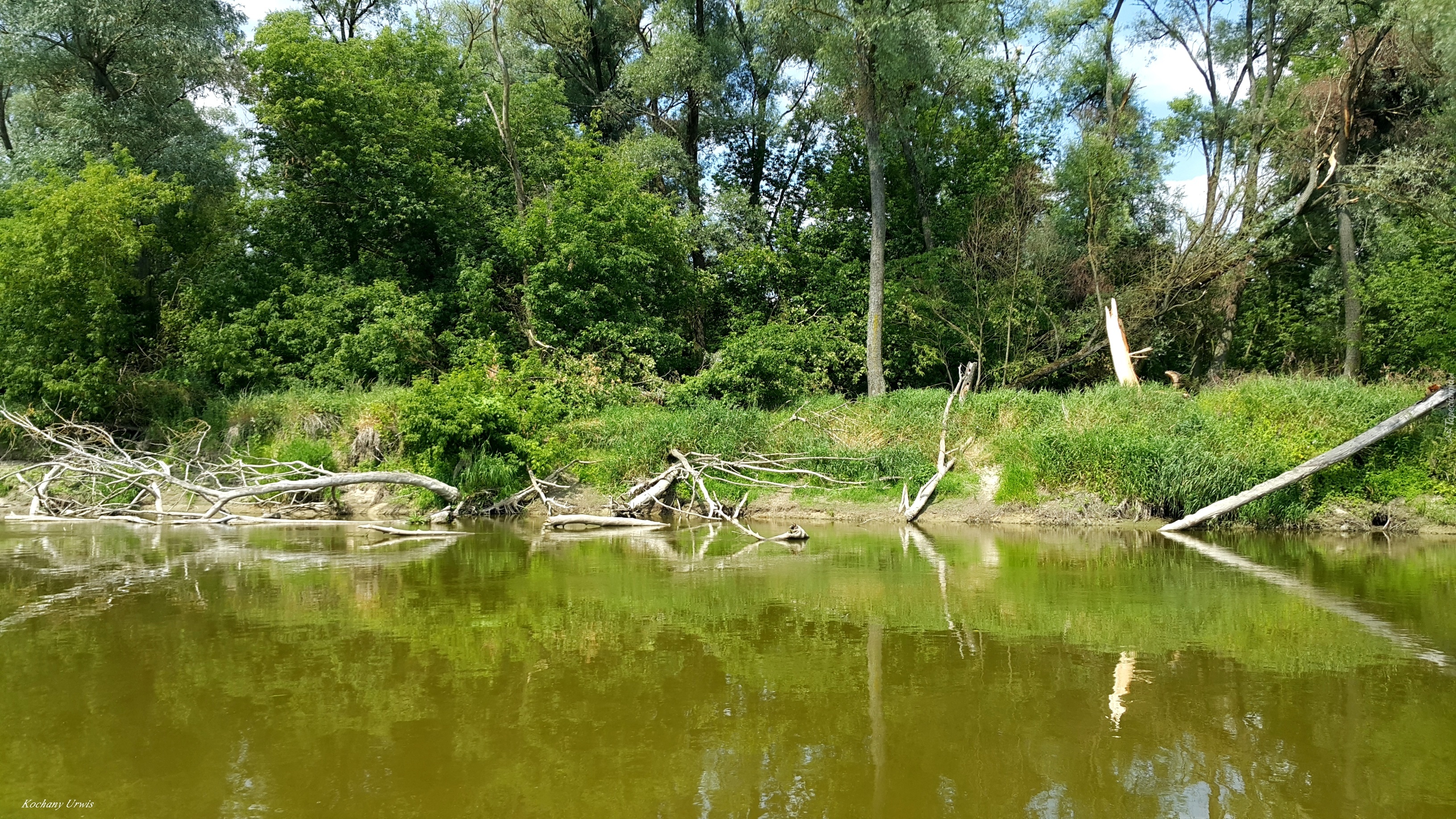 Rzeka, Drzewa, Brzeg, Połamane, Gałęzie