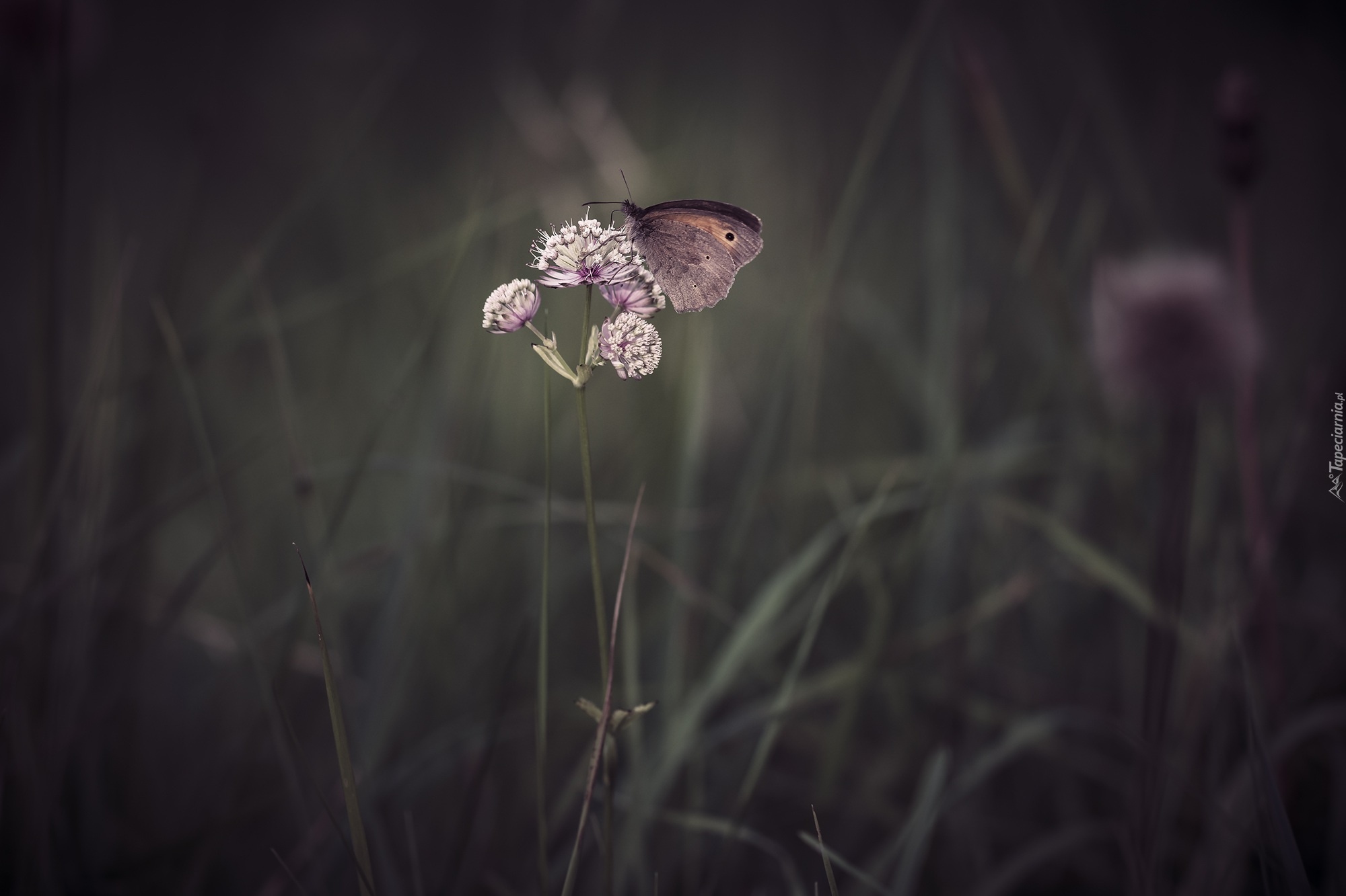 Motyl, Kwiat, Trawa