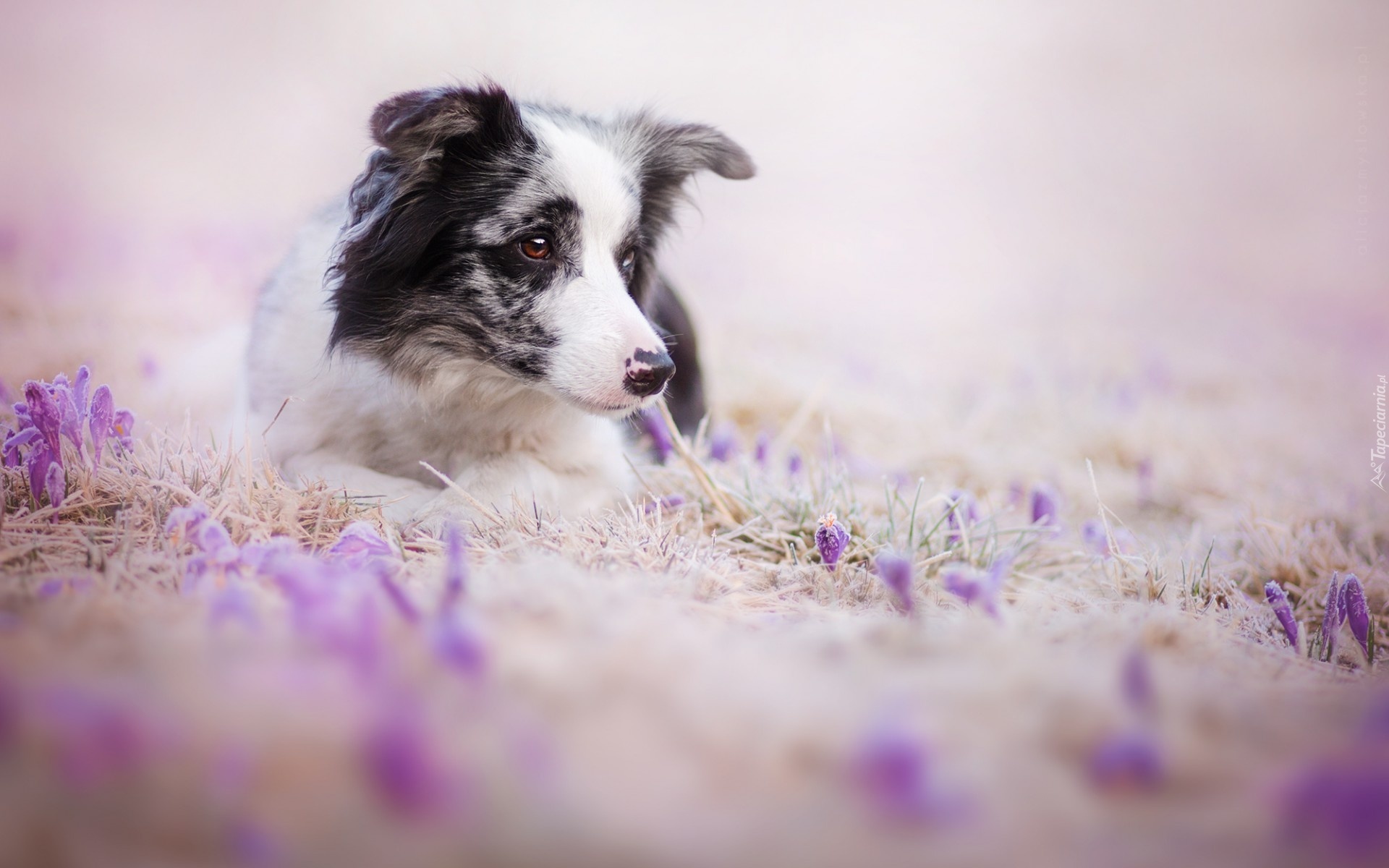 Pies, Border Collie, Kwiaty