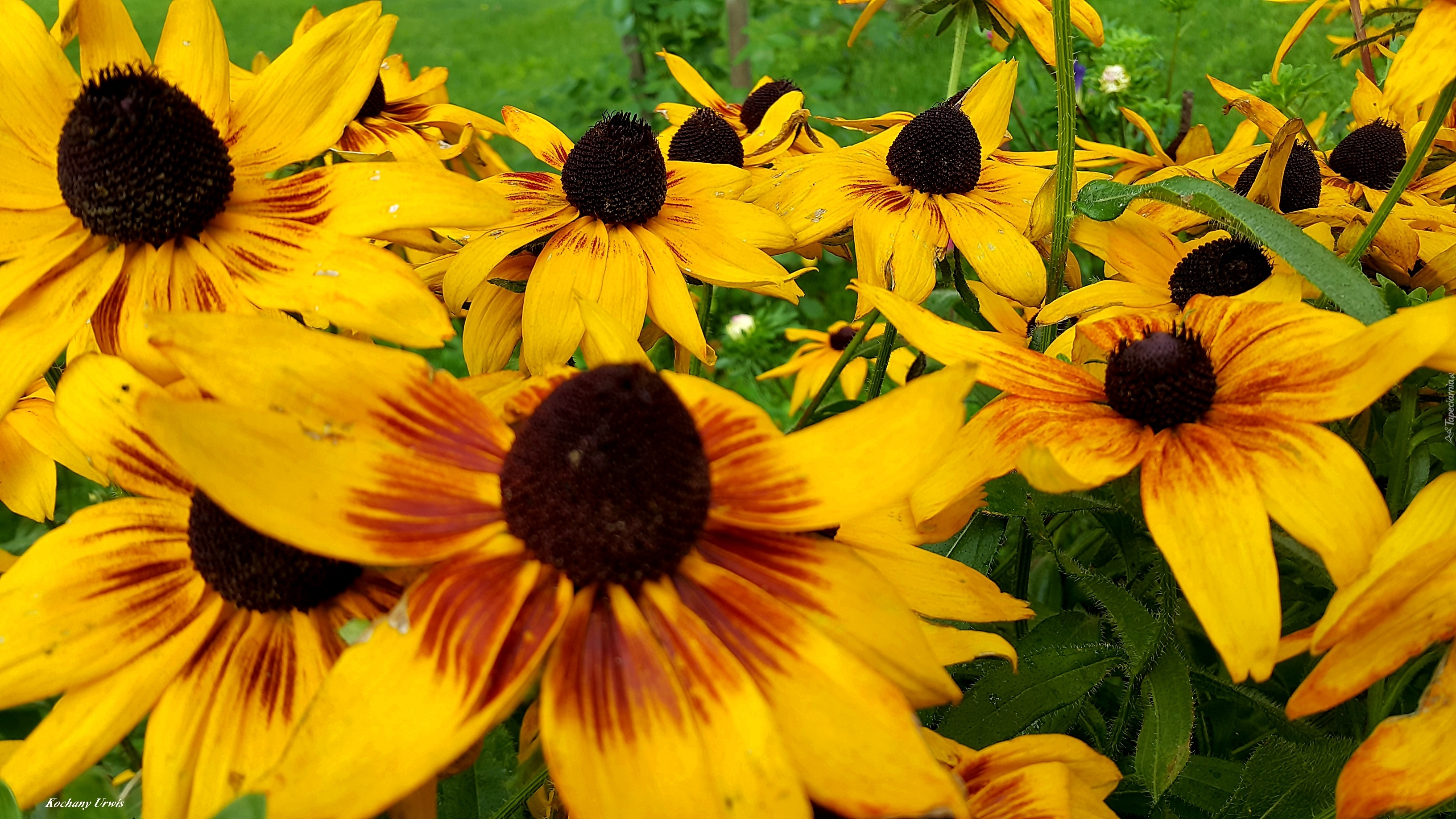 Kwiaty, Rudbekia