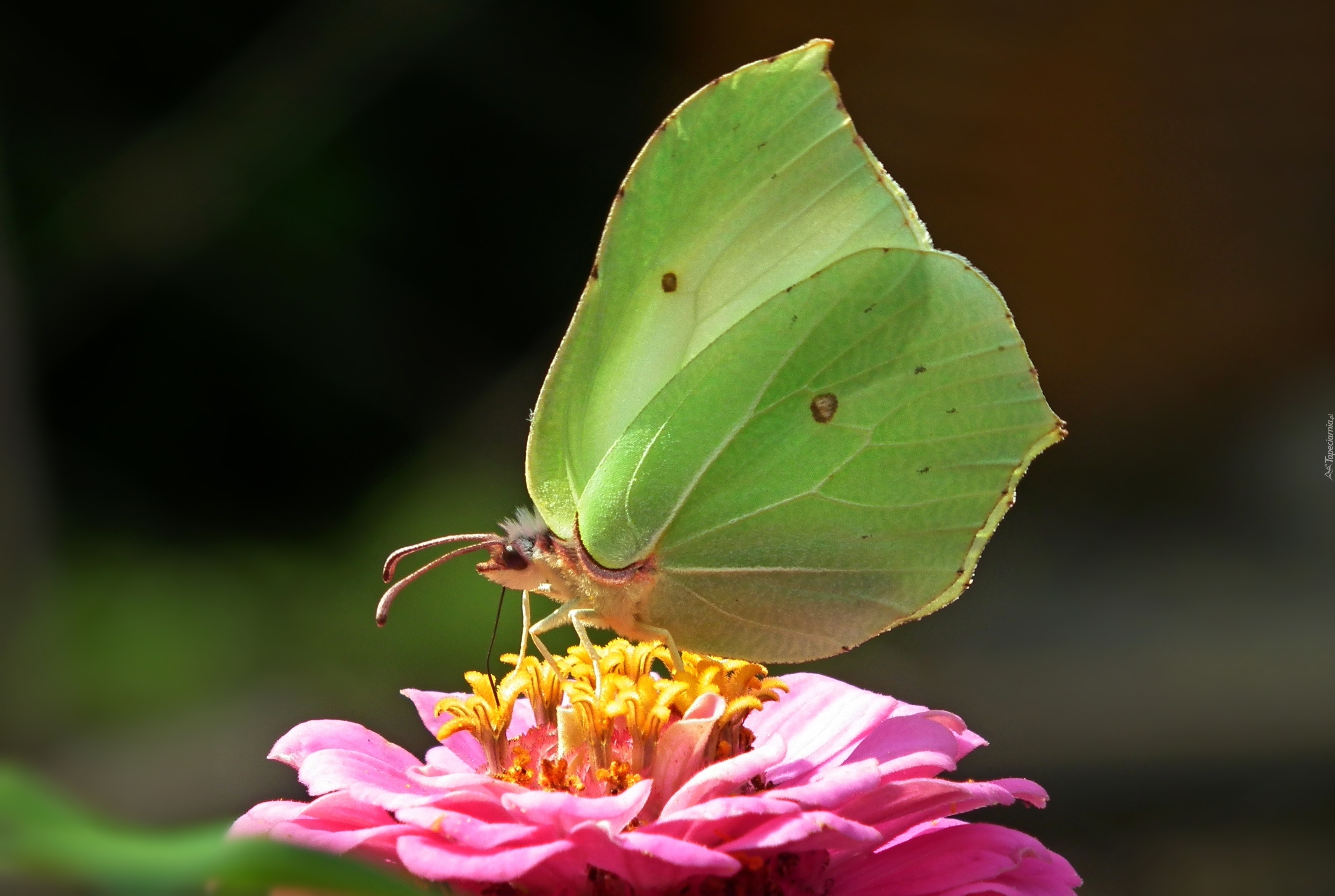 Motyl, Cytrynek, Kwiat, Cynia