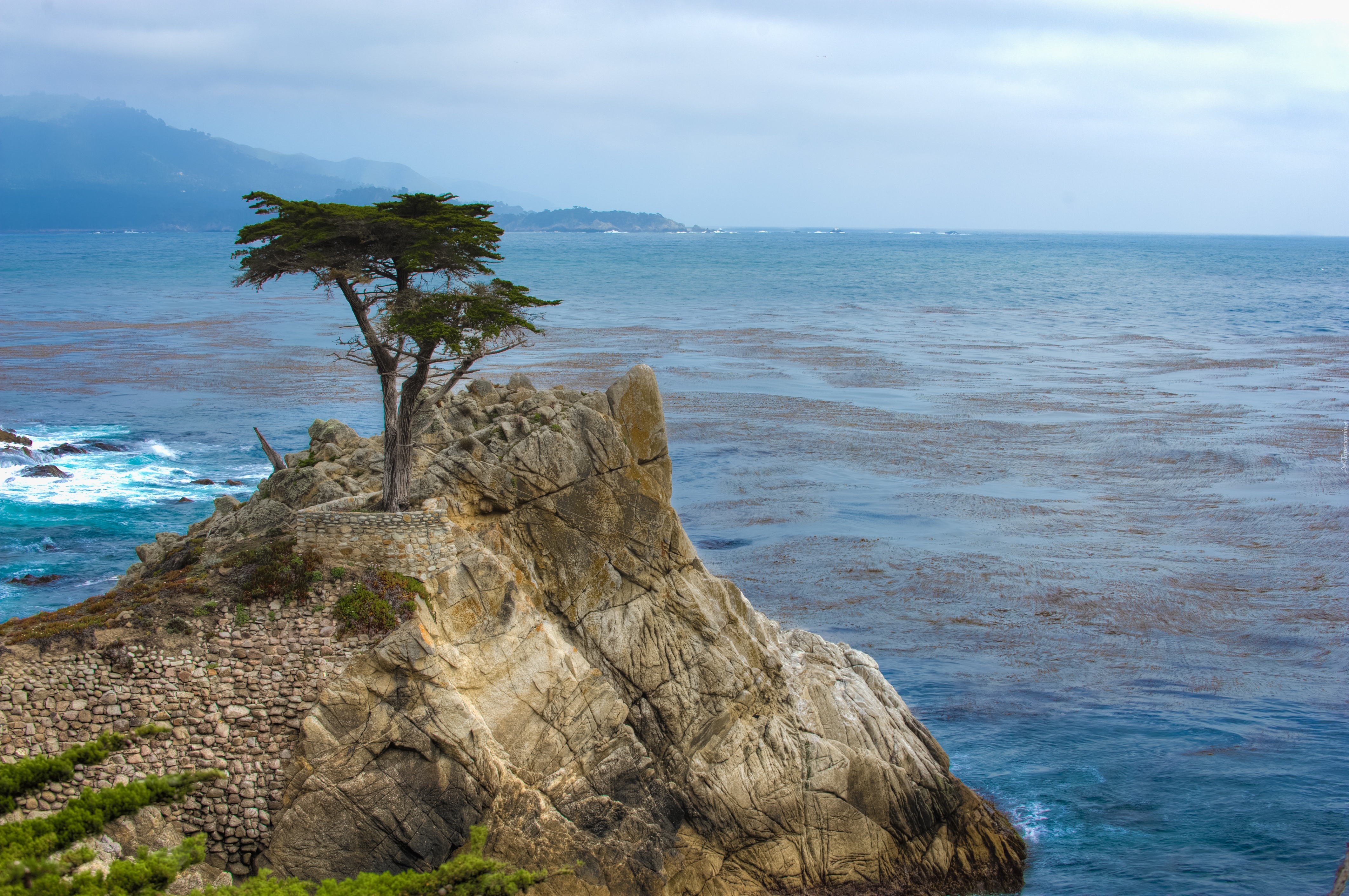 Cyprys wielkoszyszkowy, Atrakcja Lone Cypress, Pebble Beach, Zatoka Carmel Bay, Morze, Kalifornia, Stany Zjednoczone, Skała, Morze