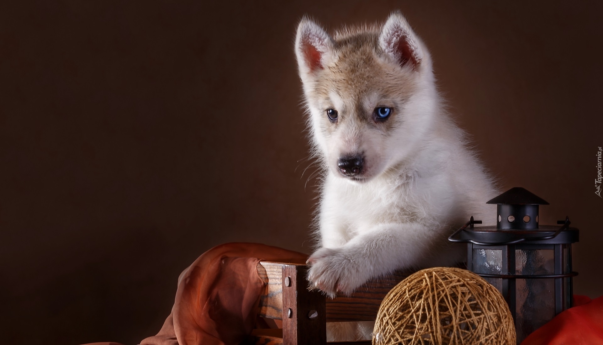 Pies, Szczeniak, Siberian, Husky