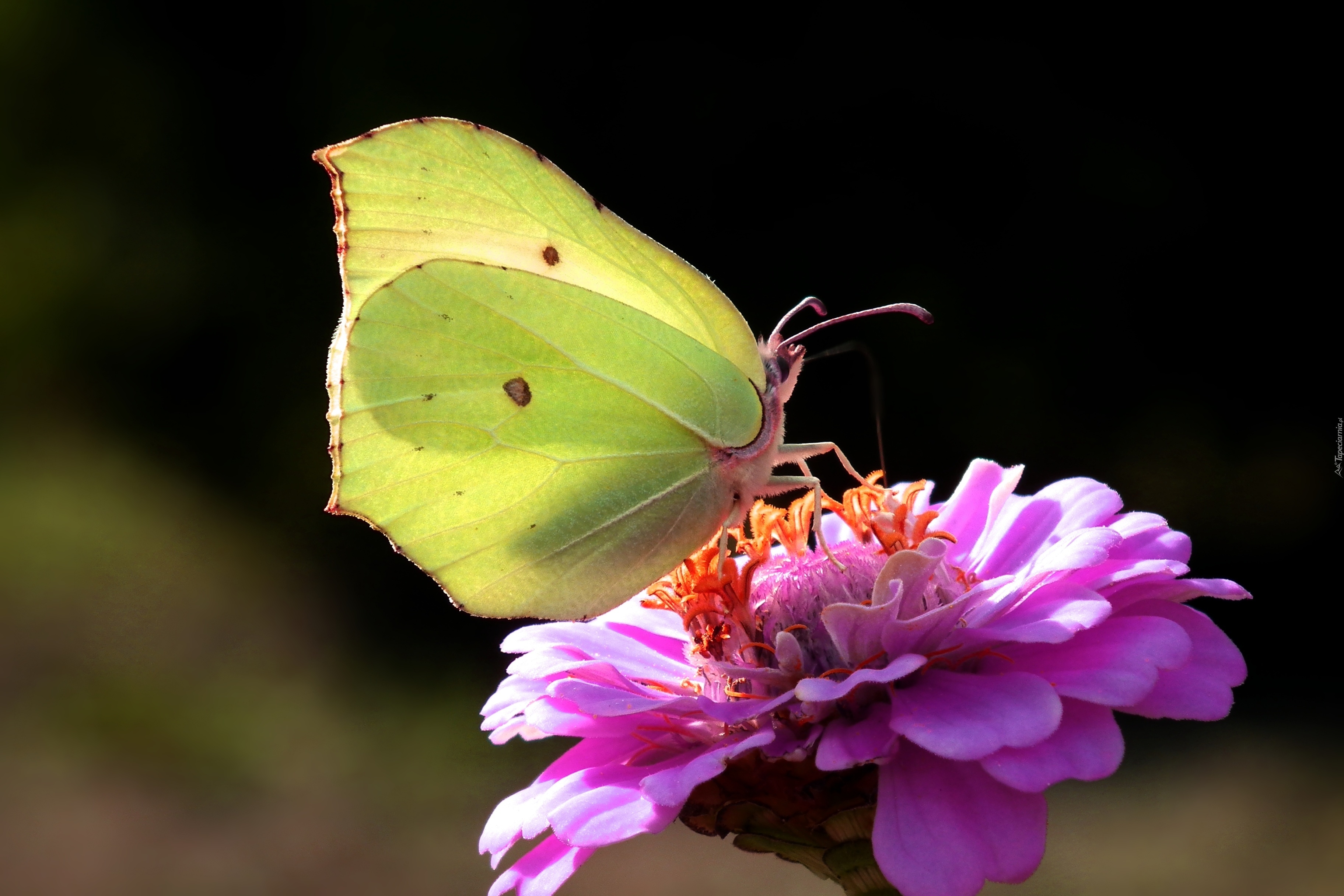 Картинка день бабочек. Бабочки. Бабочка на цветке. Международный день бабочек. 19 Июня день бабочек.