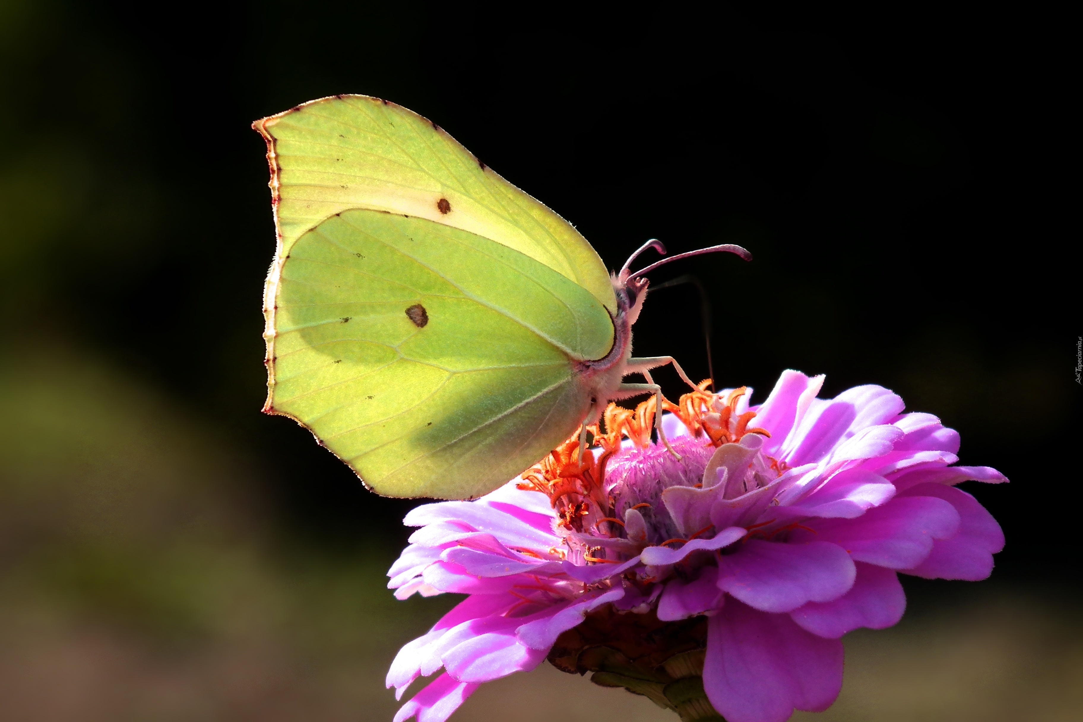 Motyl, Cytrynek, Kwiat, Cynia