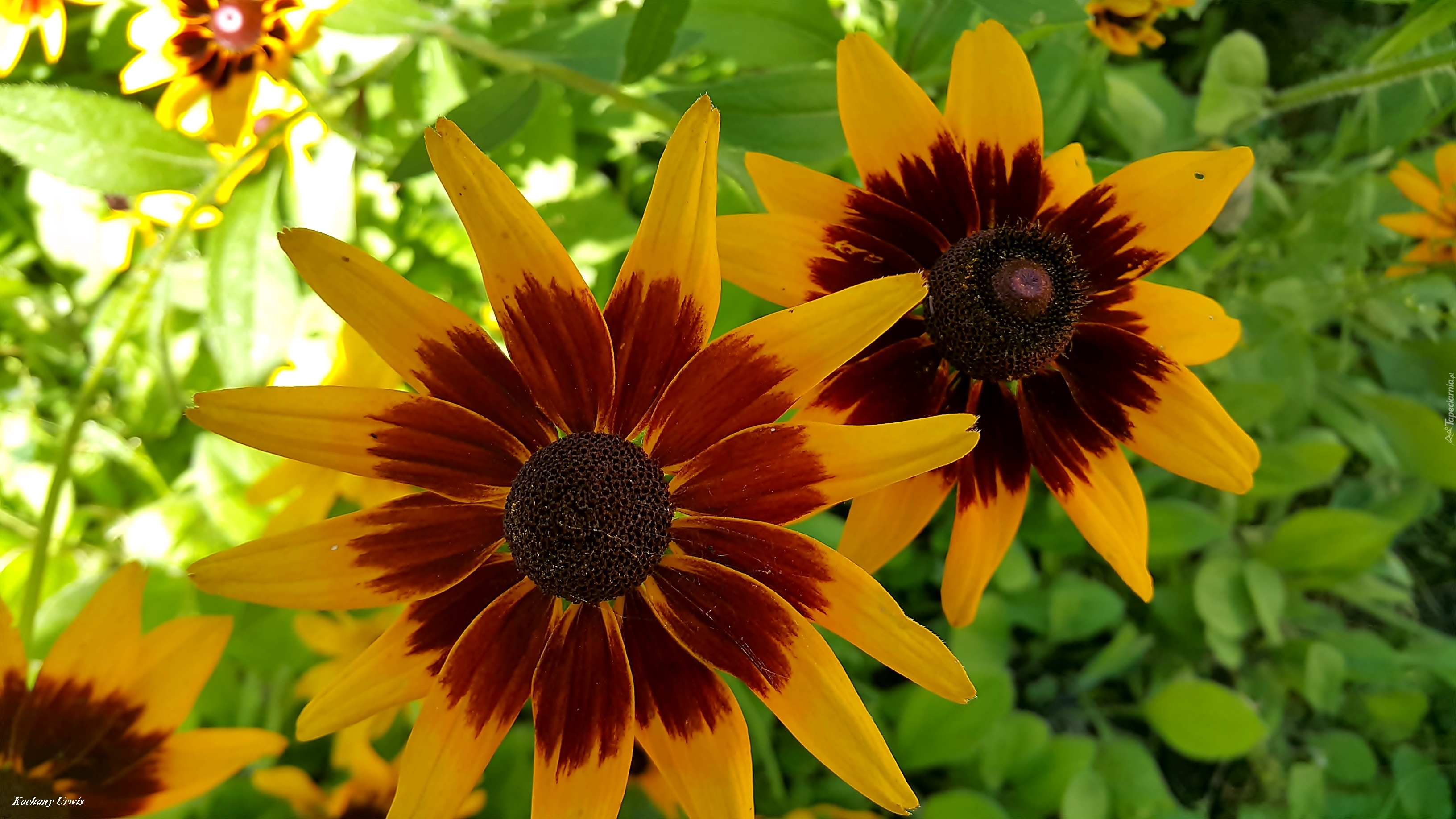 Kwiaty, Rudbekia