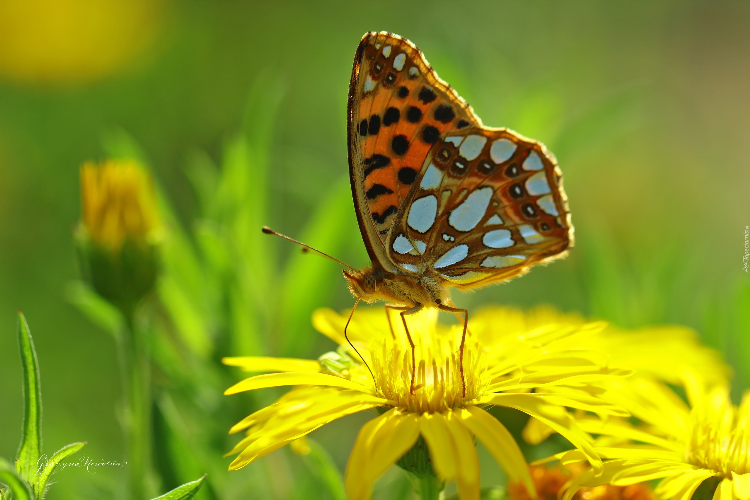 Dostojka Latonia, Motyl, Owad, Kwiat