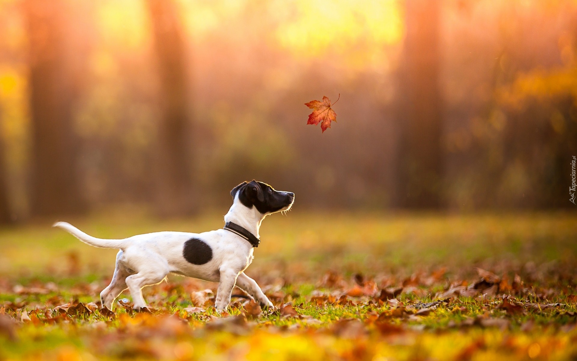 Jesień, Liście, Liść, Pies, Jack Russell terrier