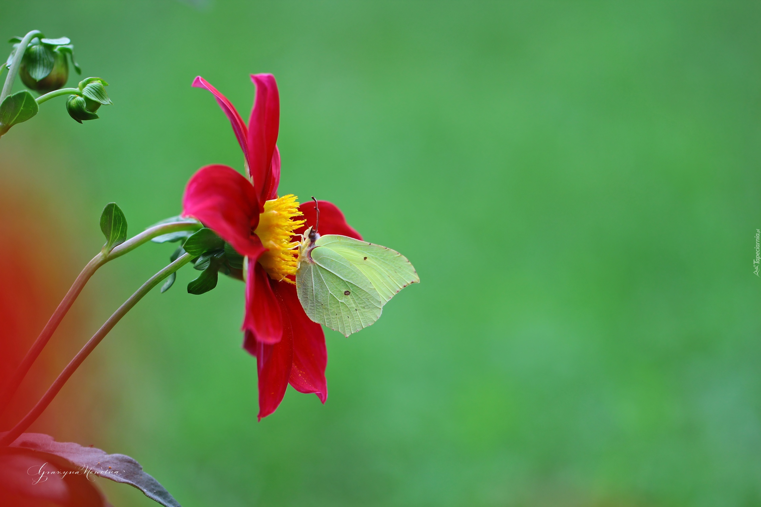 Czerwona, Dalia, Motyl, Cytrynek