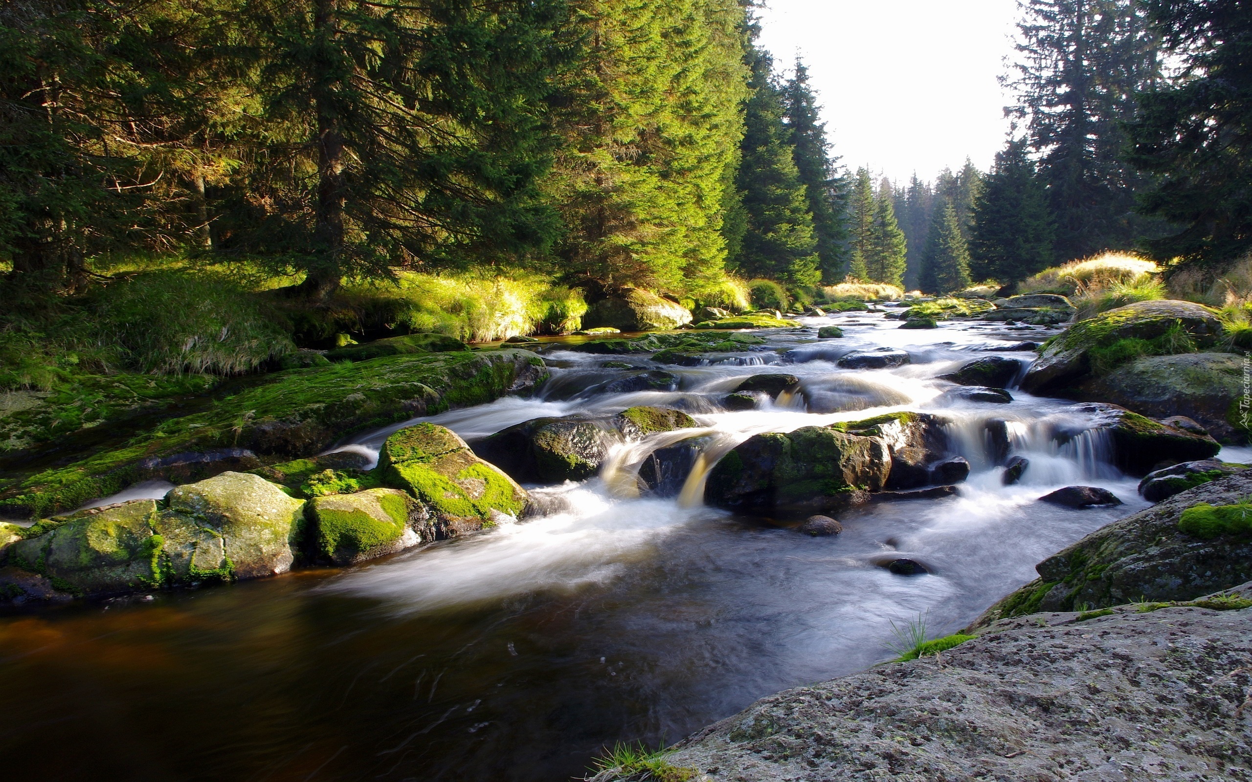 Strumień, Rzeka, Kamienie, Las