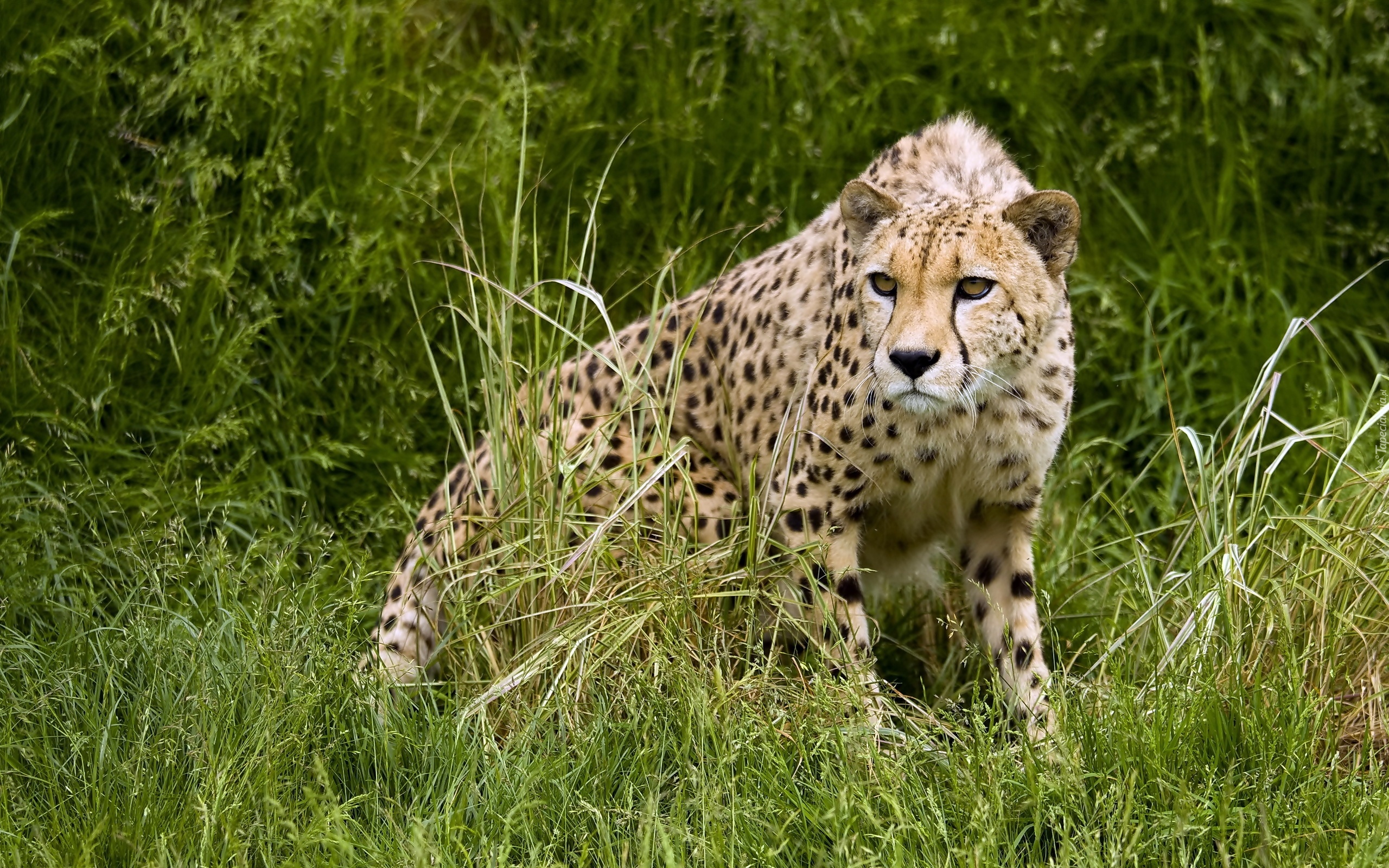 Gepard, Trawa