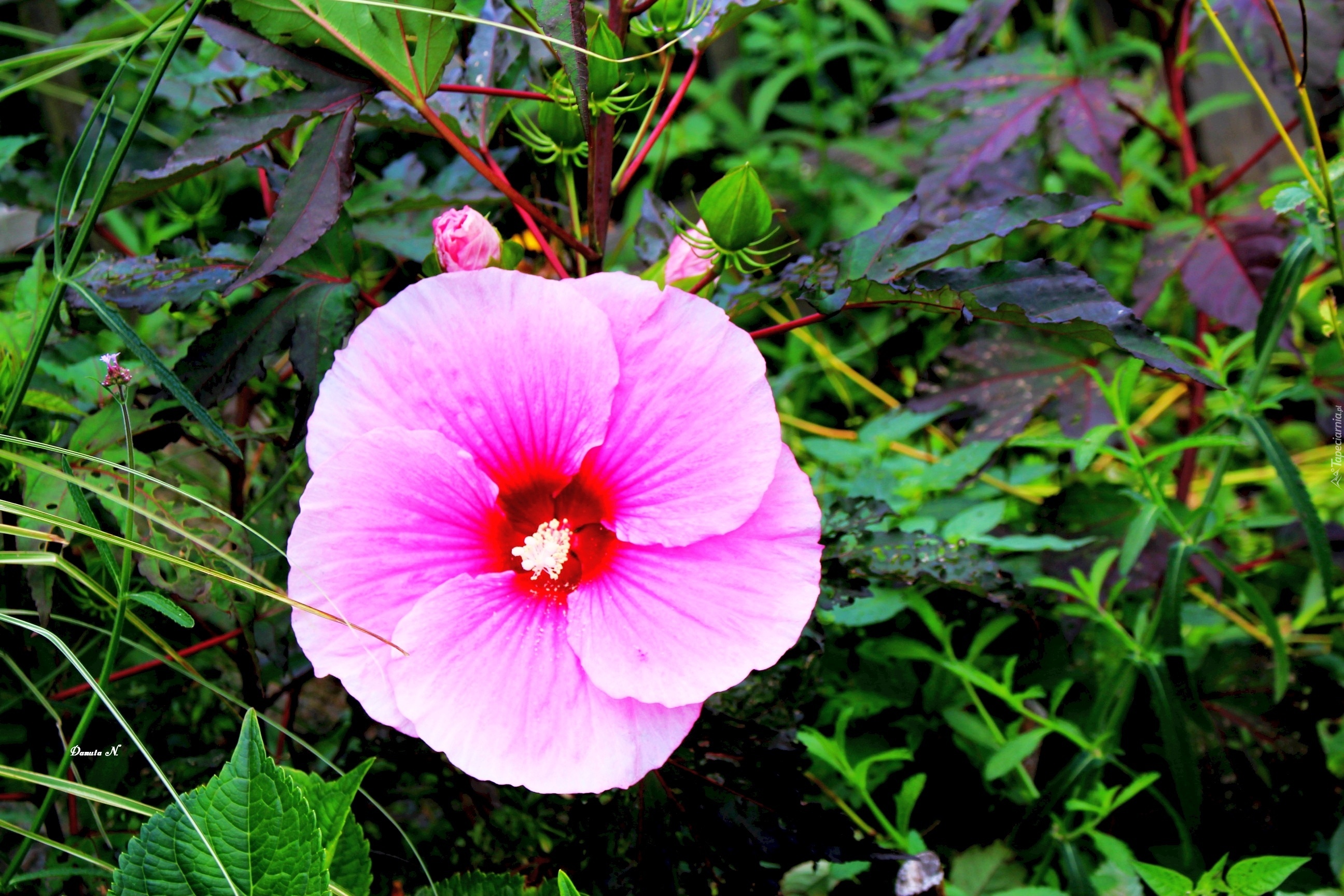 Hibiskus, Różowy