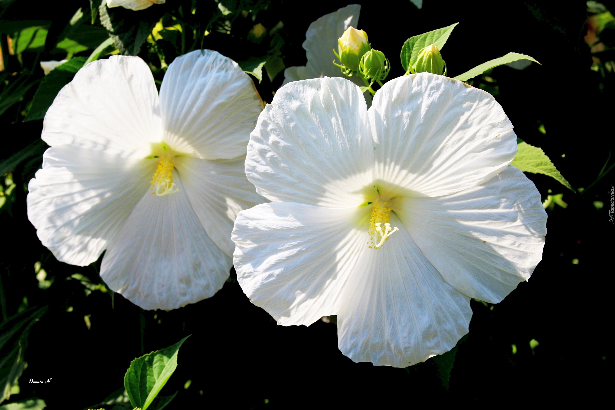 Hibiskus, Biały, Pąki, Liście, Lato, Ogród