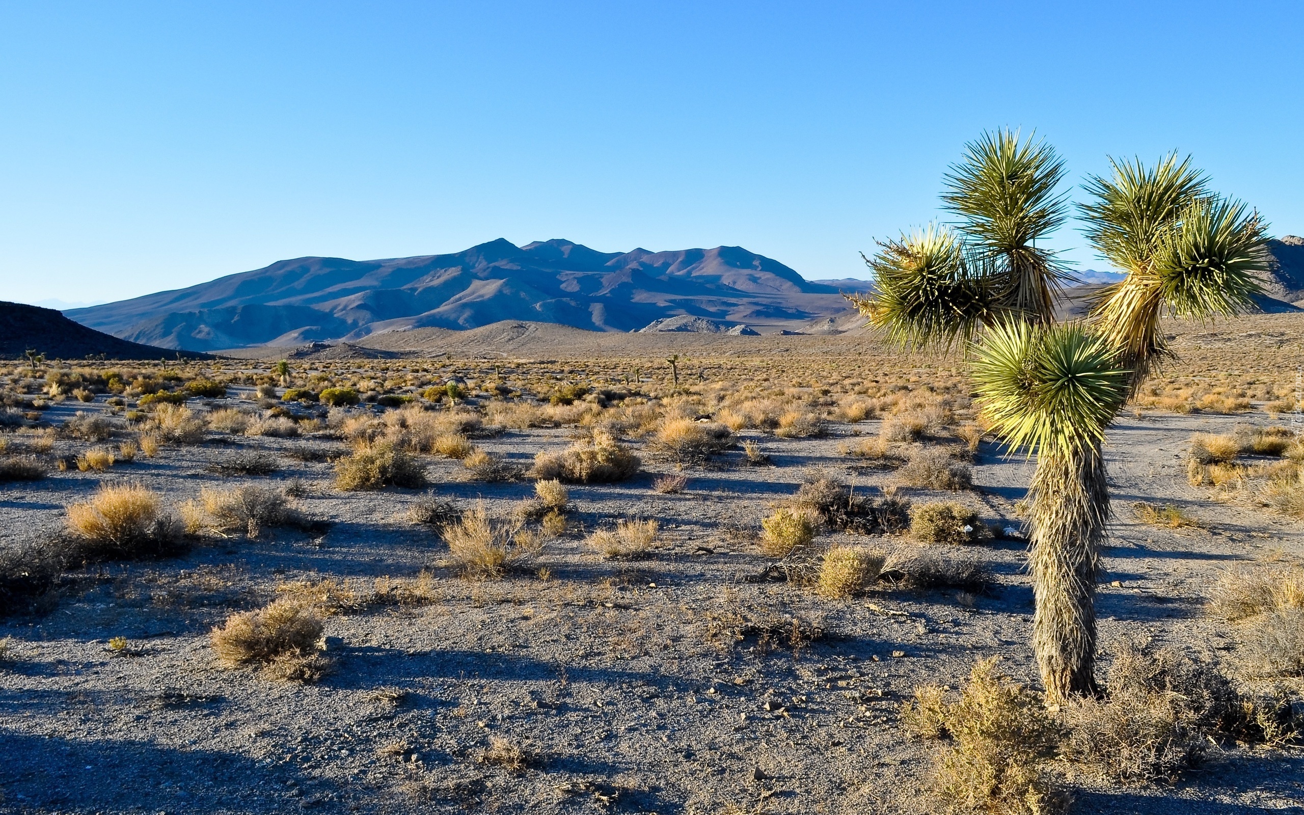 Park Narodowy Joshua Tree, Kalifornia, Stany Zjednoczone, Rośliny, Drzewo, Kępy, Traw, Góry