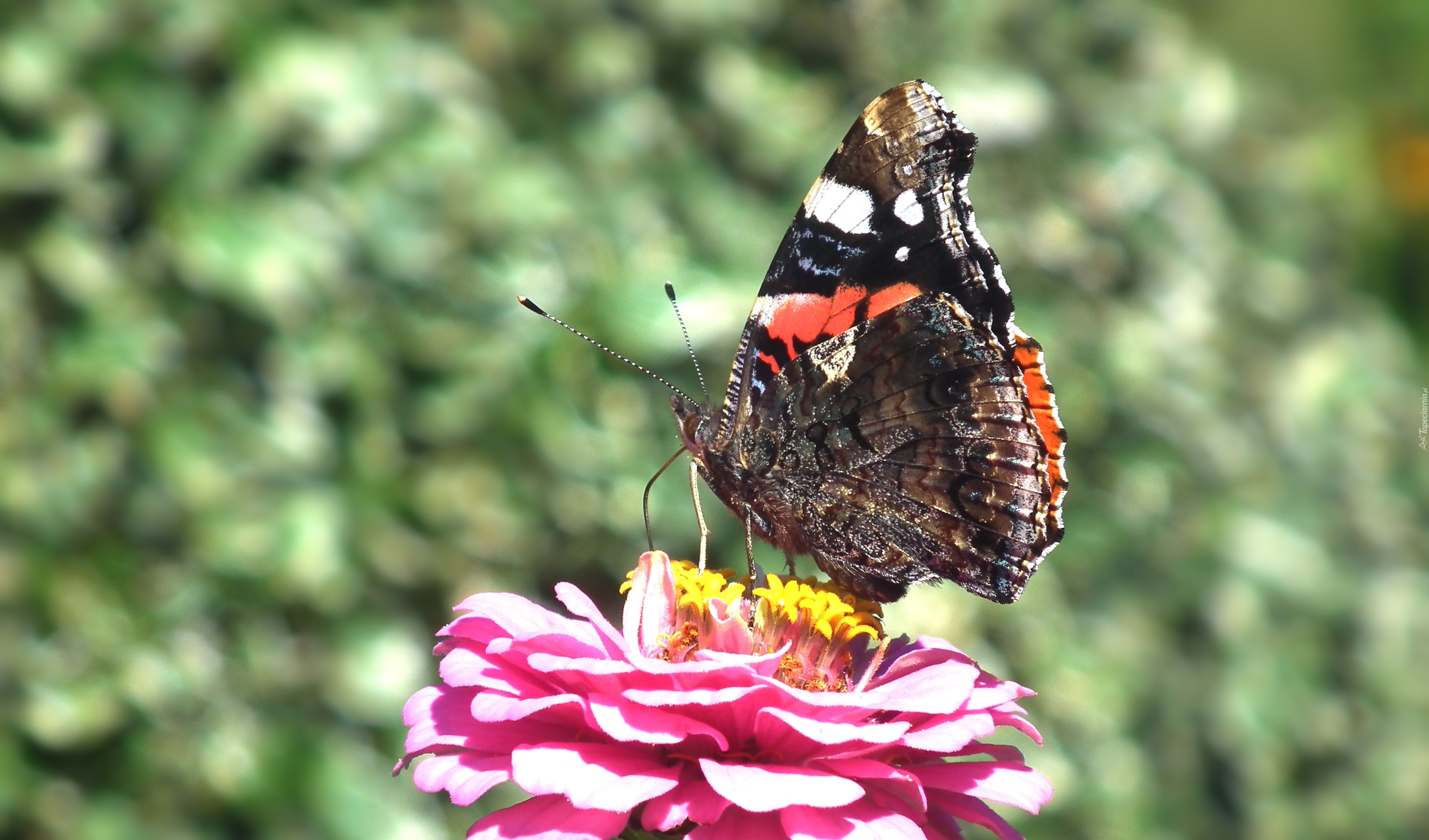 Motyl, Rusałka admirał, Kwiat, Cynia