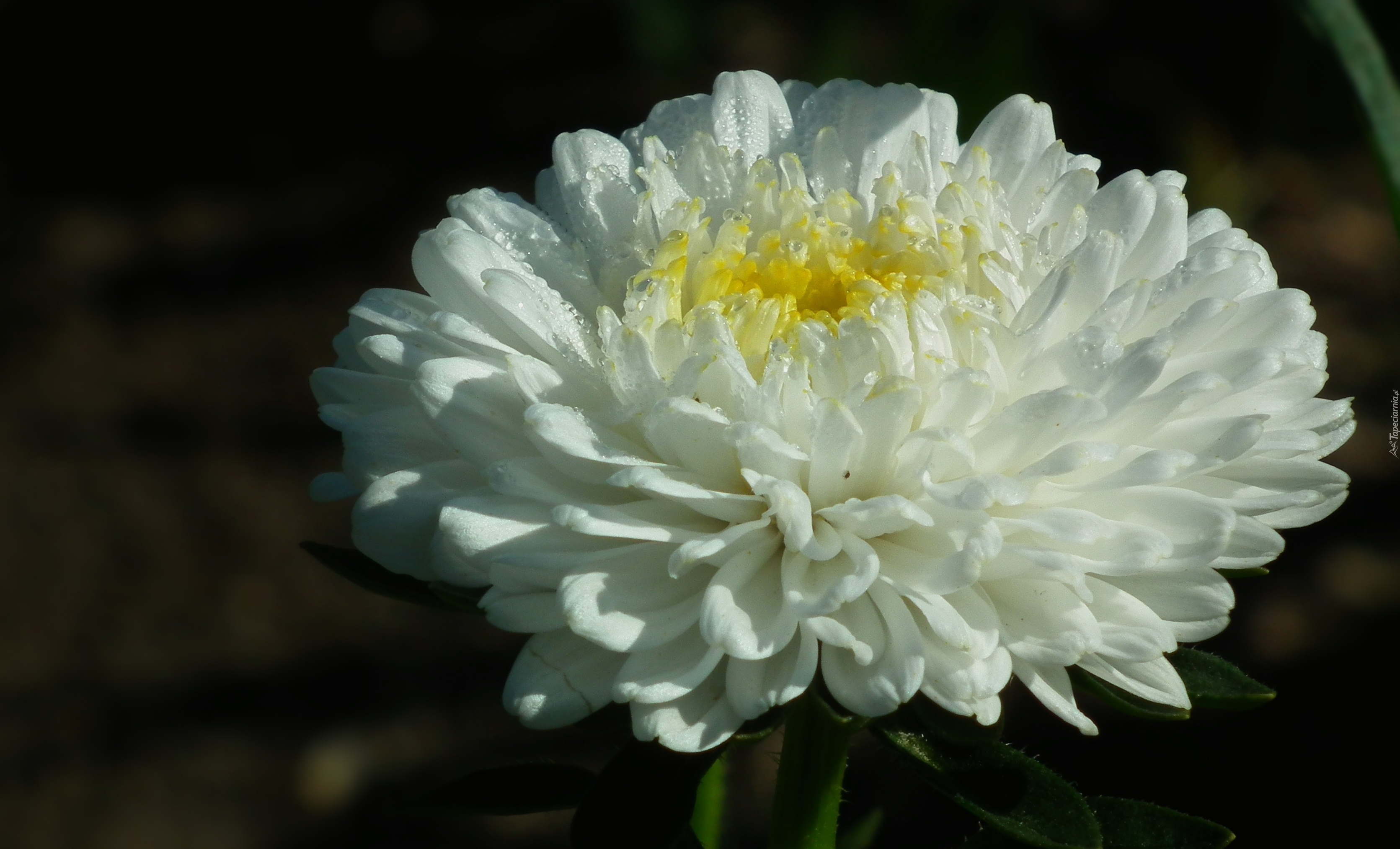 Przyroda, Kwiat, Aster, Biały