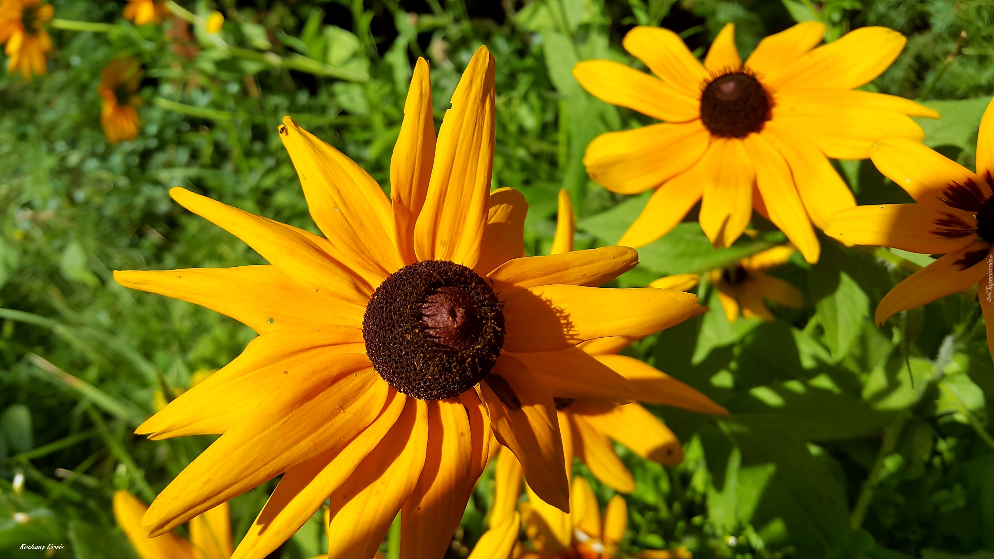 Kwiaty, Rudbekie