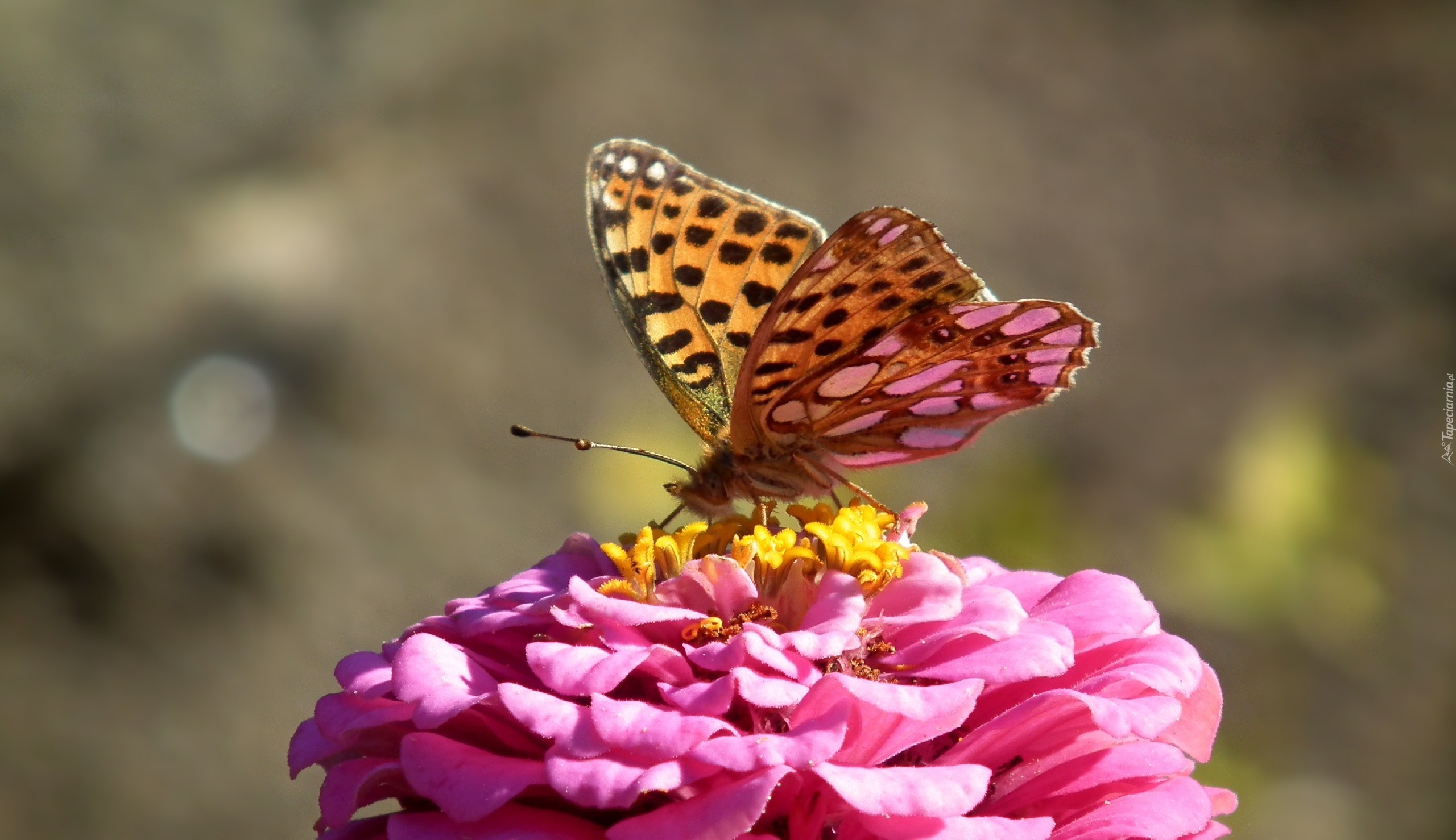 Motyl, Dostojka, Latonia, Cynia