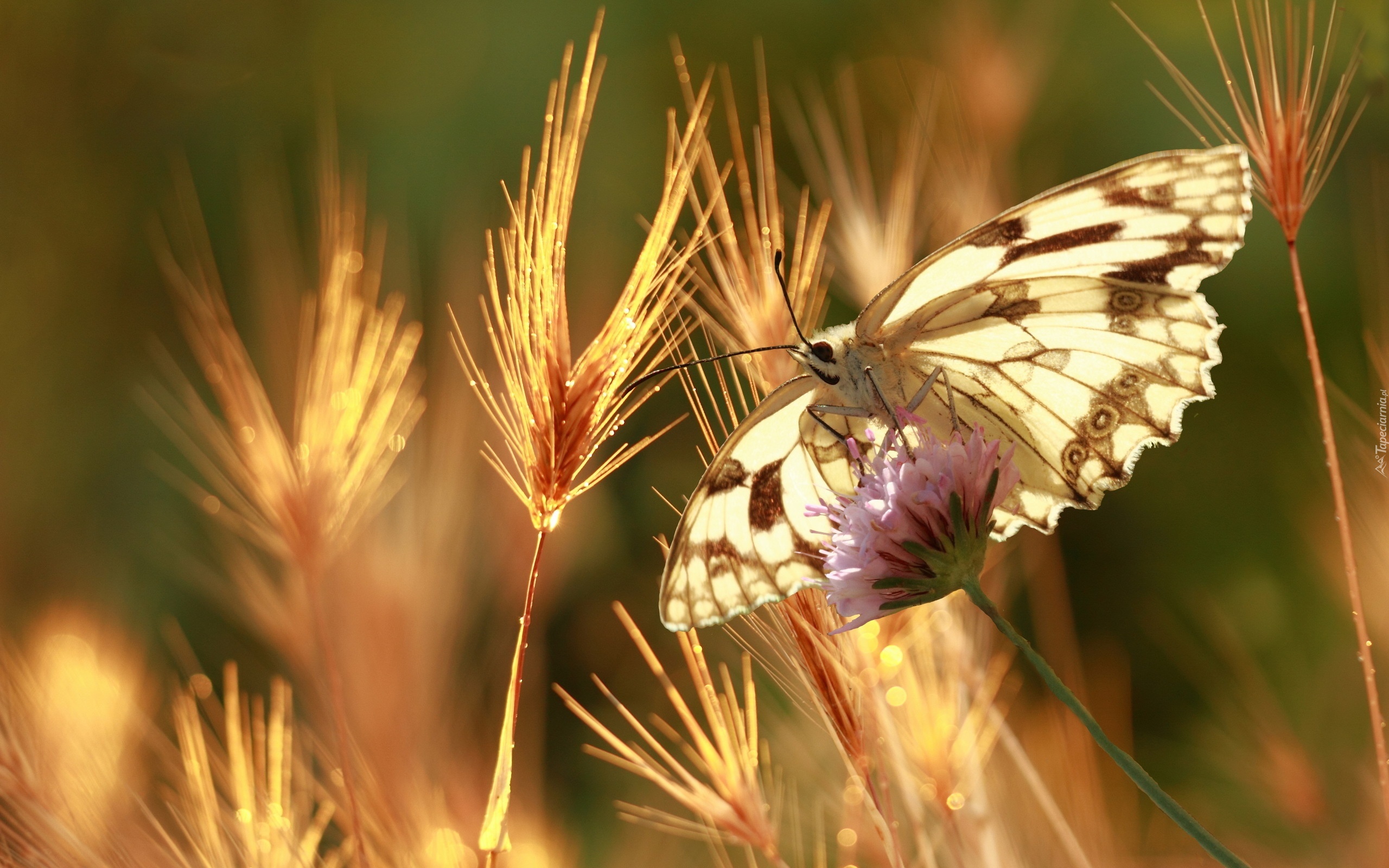 Motyl, Kłosy, Zboża