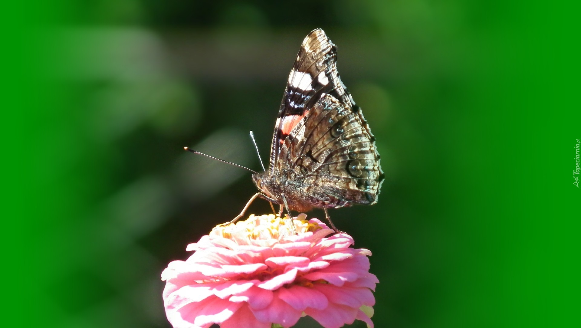 Motyl, Rusałka Admirał