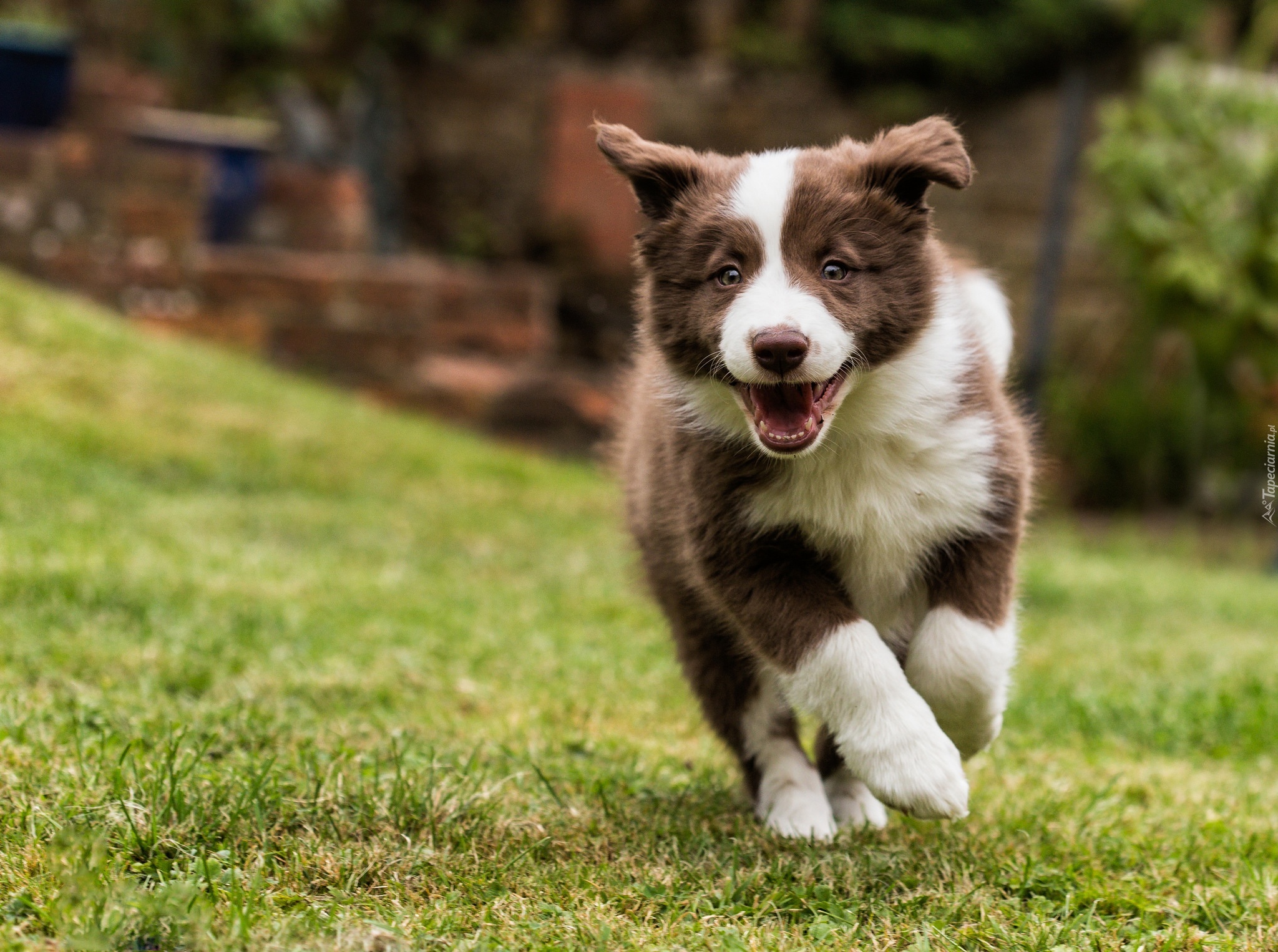 Pies, Border, Collie, Szczeniak