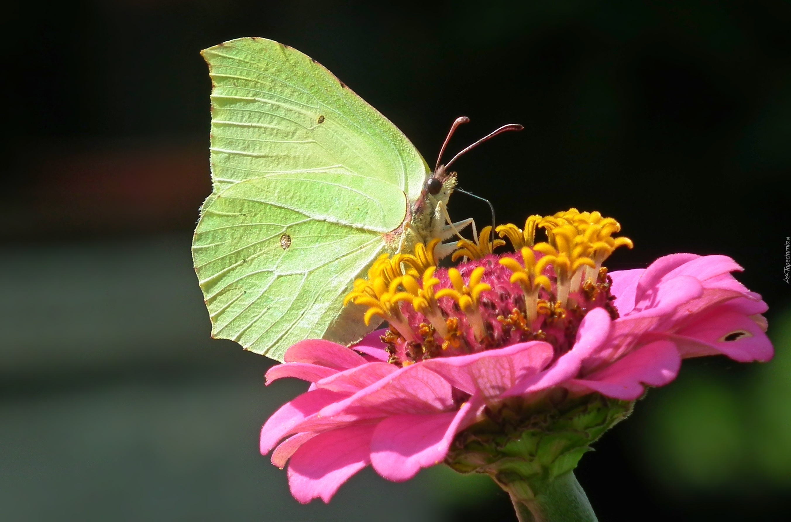 Motyl, Cytrynek, Kwiat, Cynia