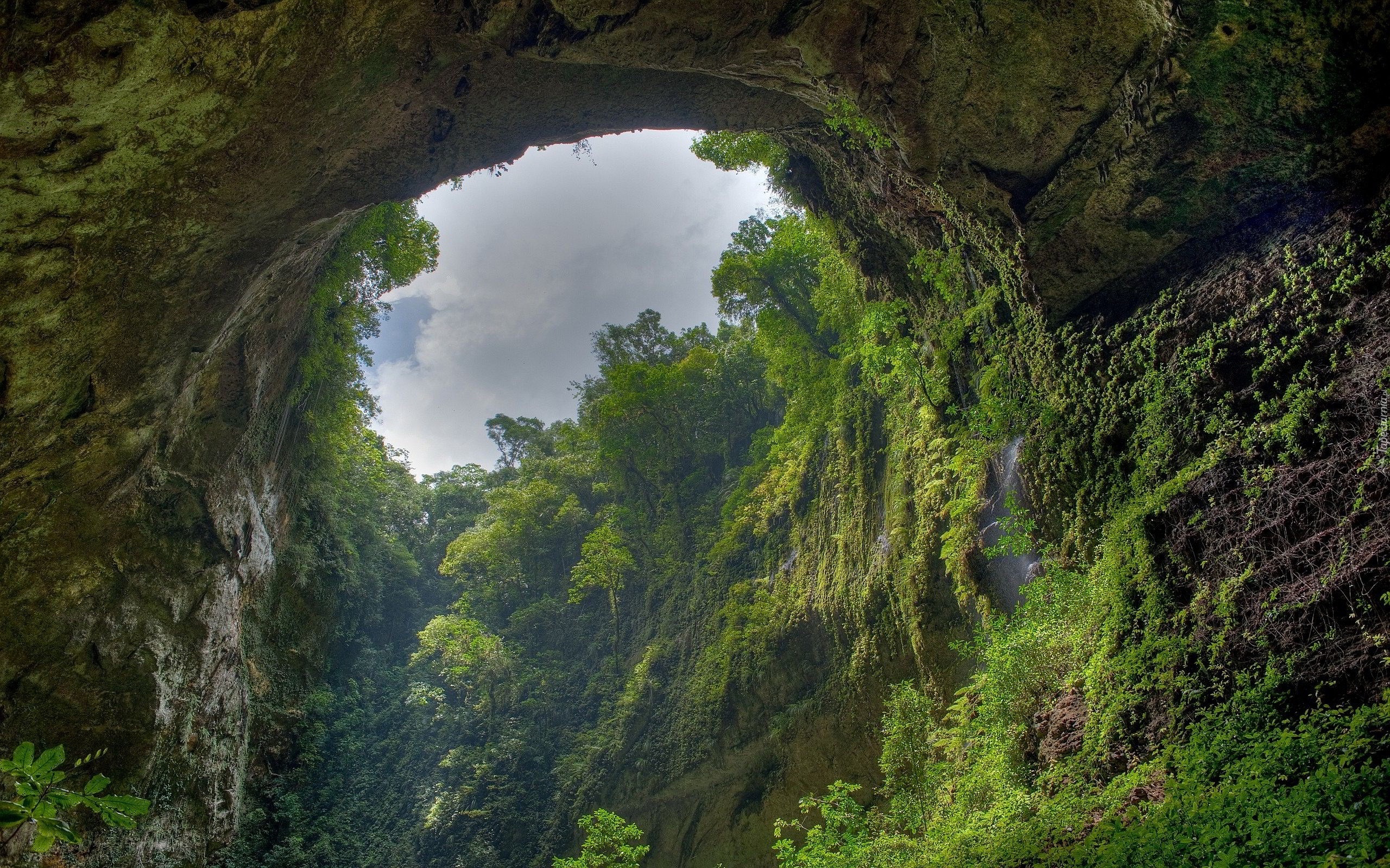 Las, Deszczowy, Amazonia, Jaskinia